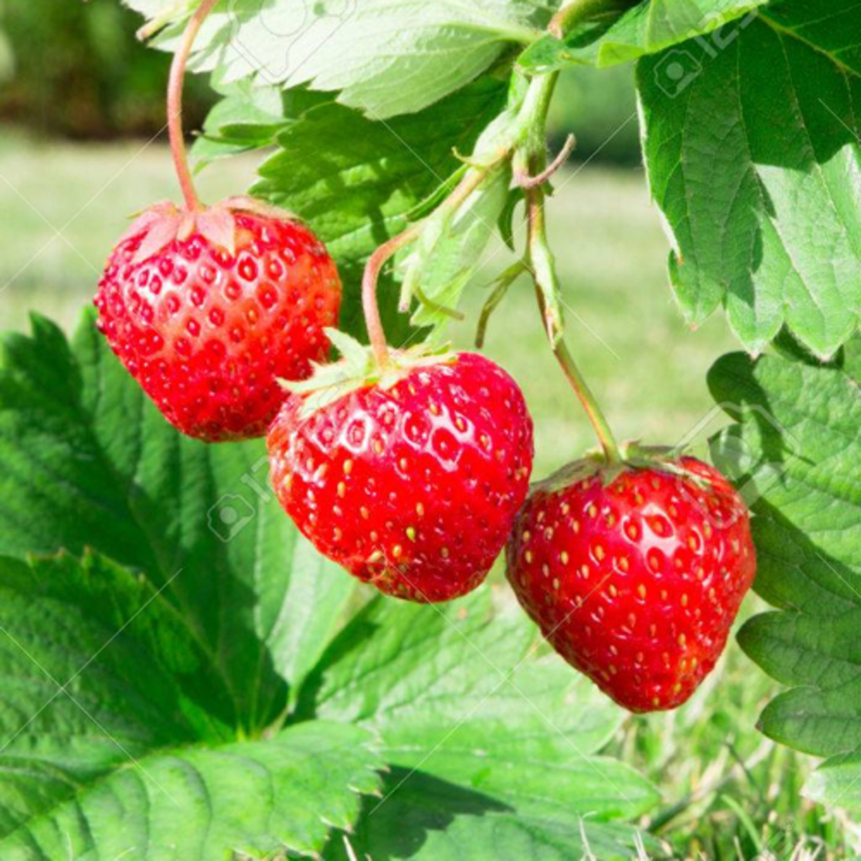 Strawberries: Part 1 of 2 episode artwork