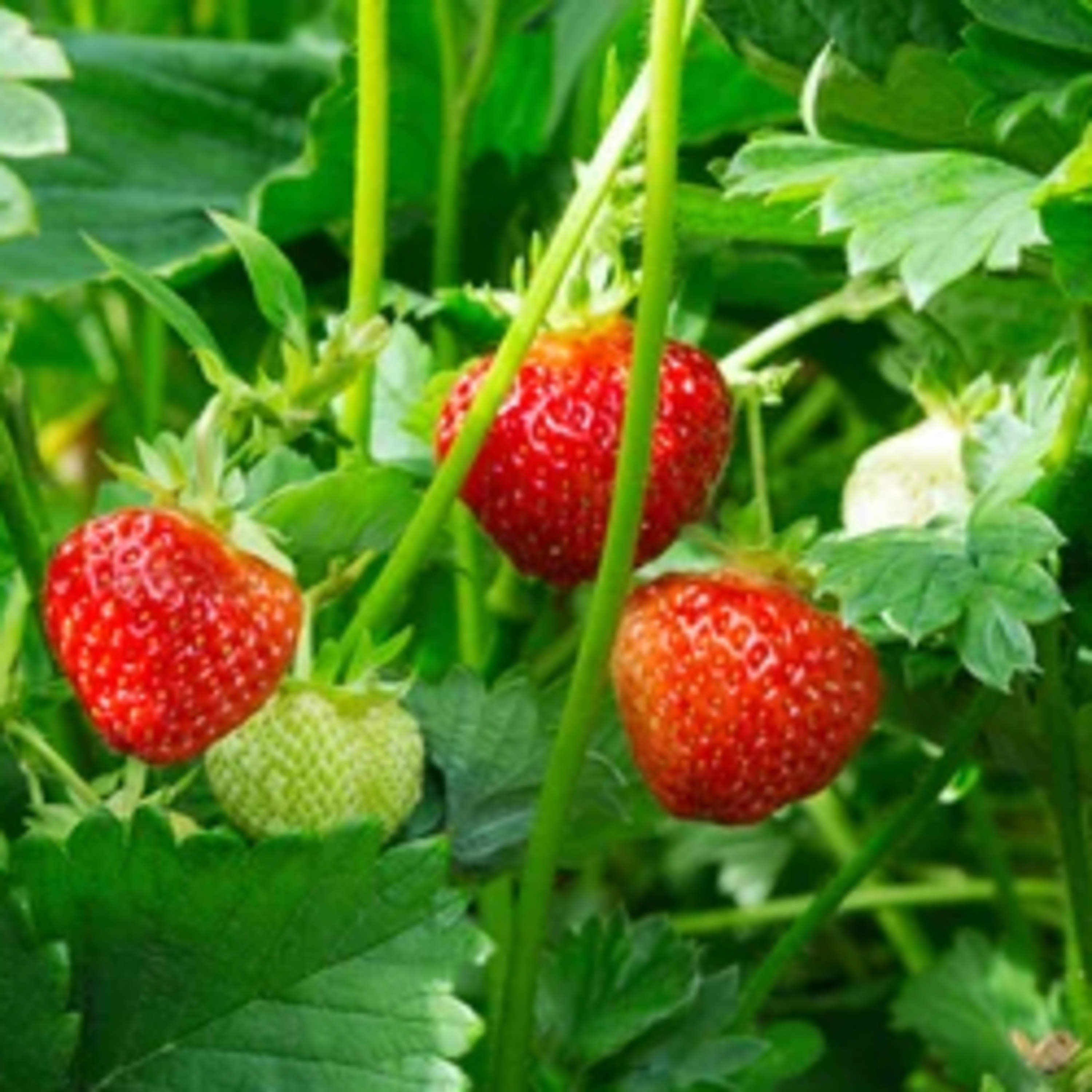 Strawberries Part 2 of 2 episode artwork