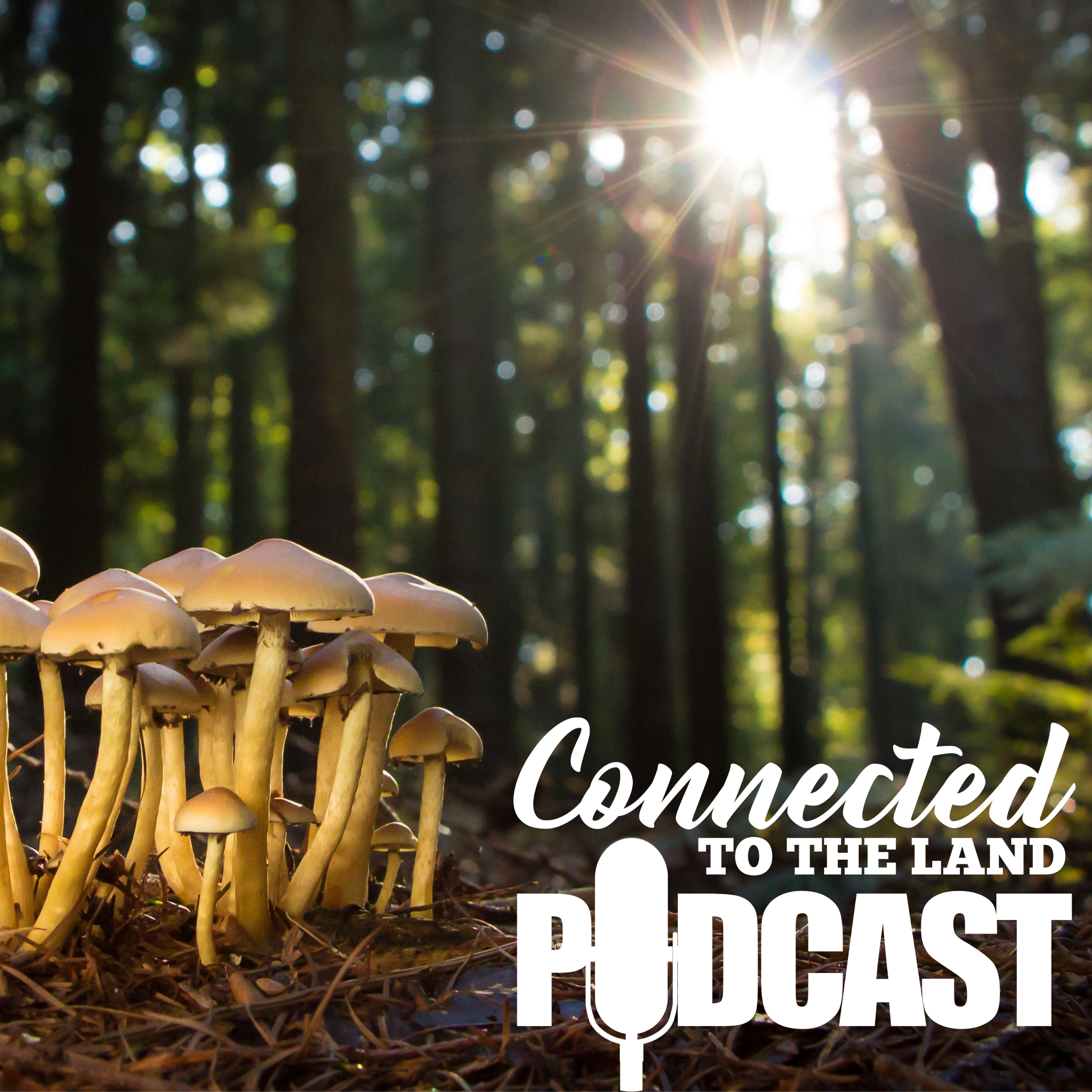 Mushrooms: The Mycelian Web episode artwork