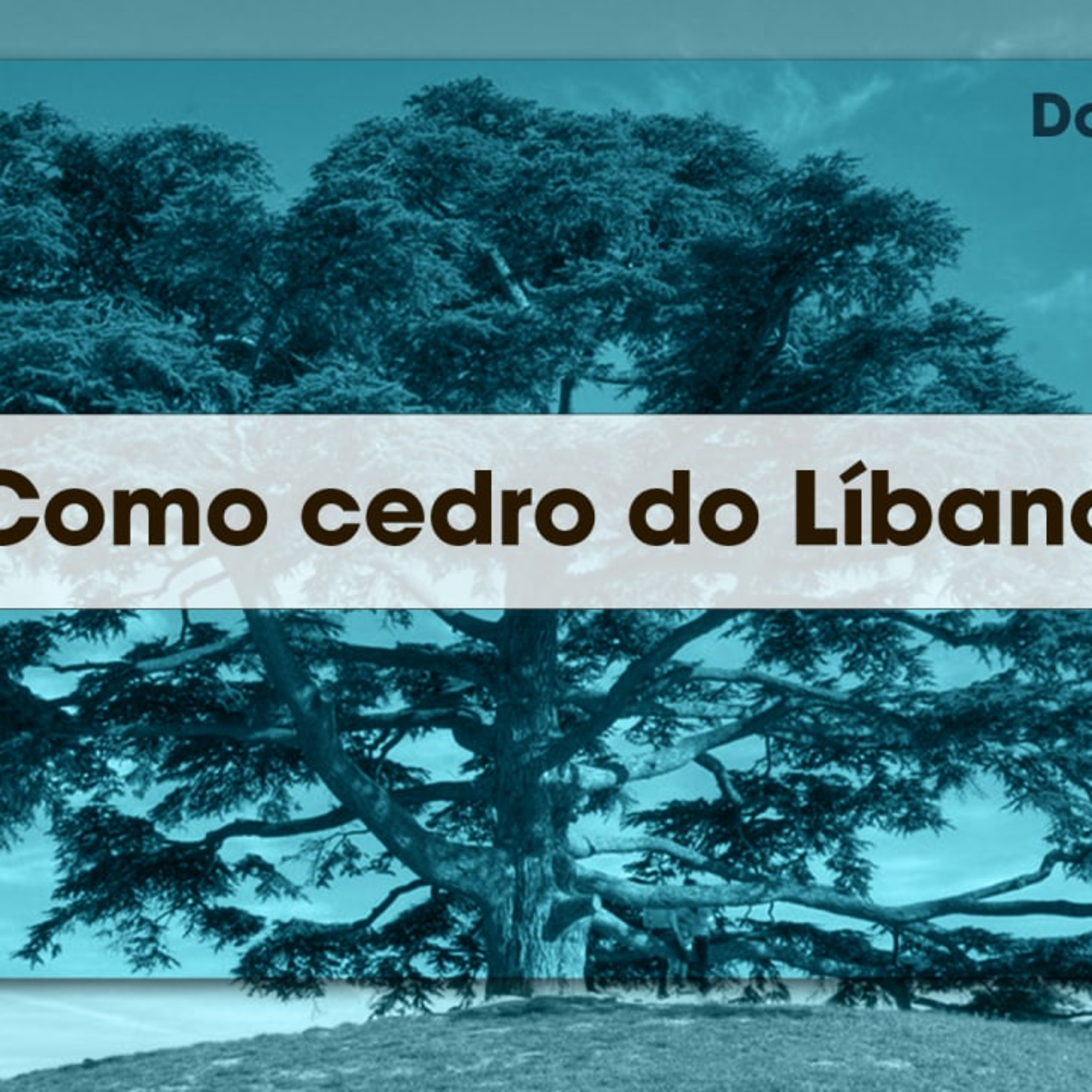  Como cedro do Líbano | Palavra de Vida e Fé