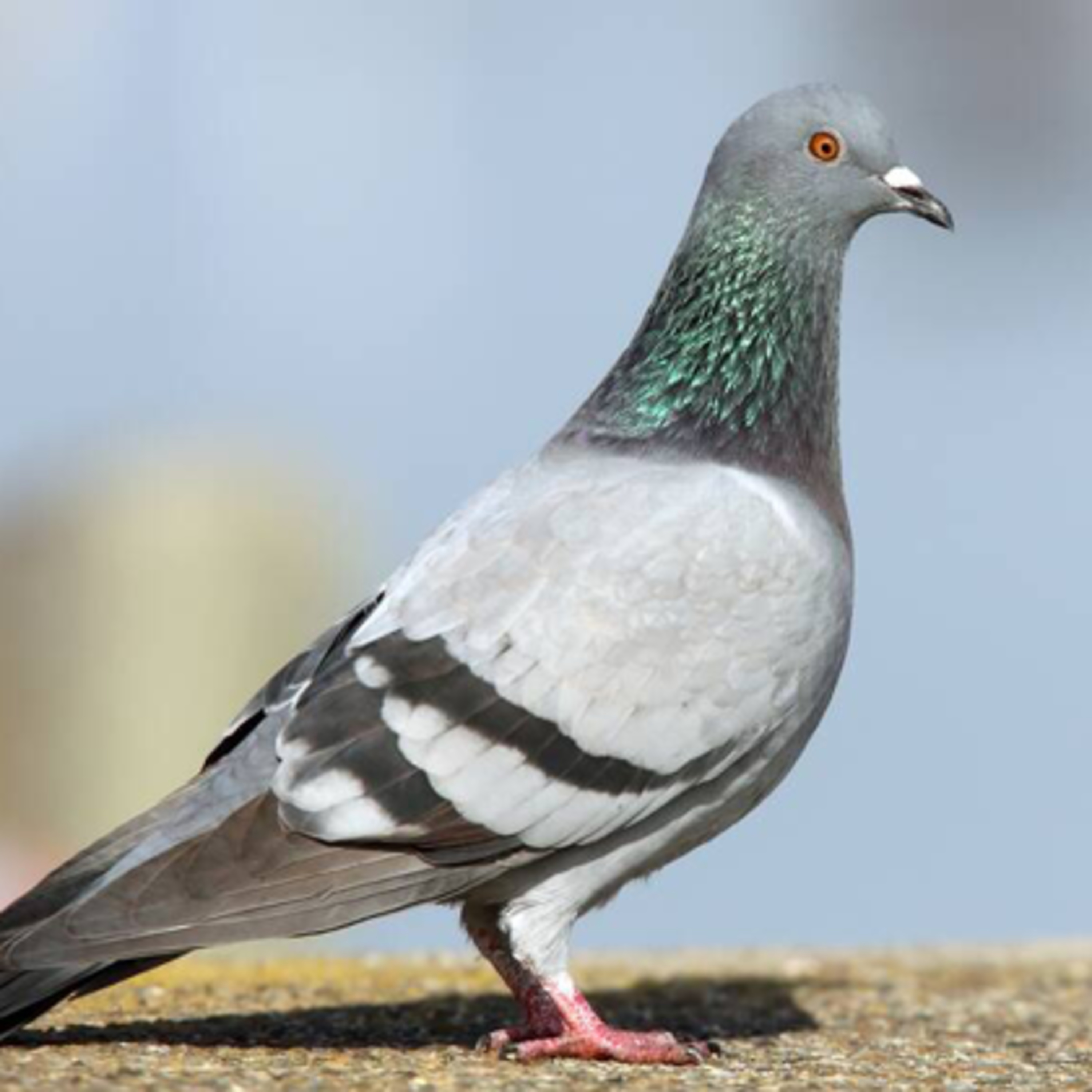 Birder\'s Podcast