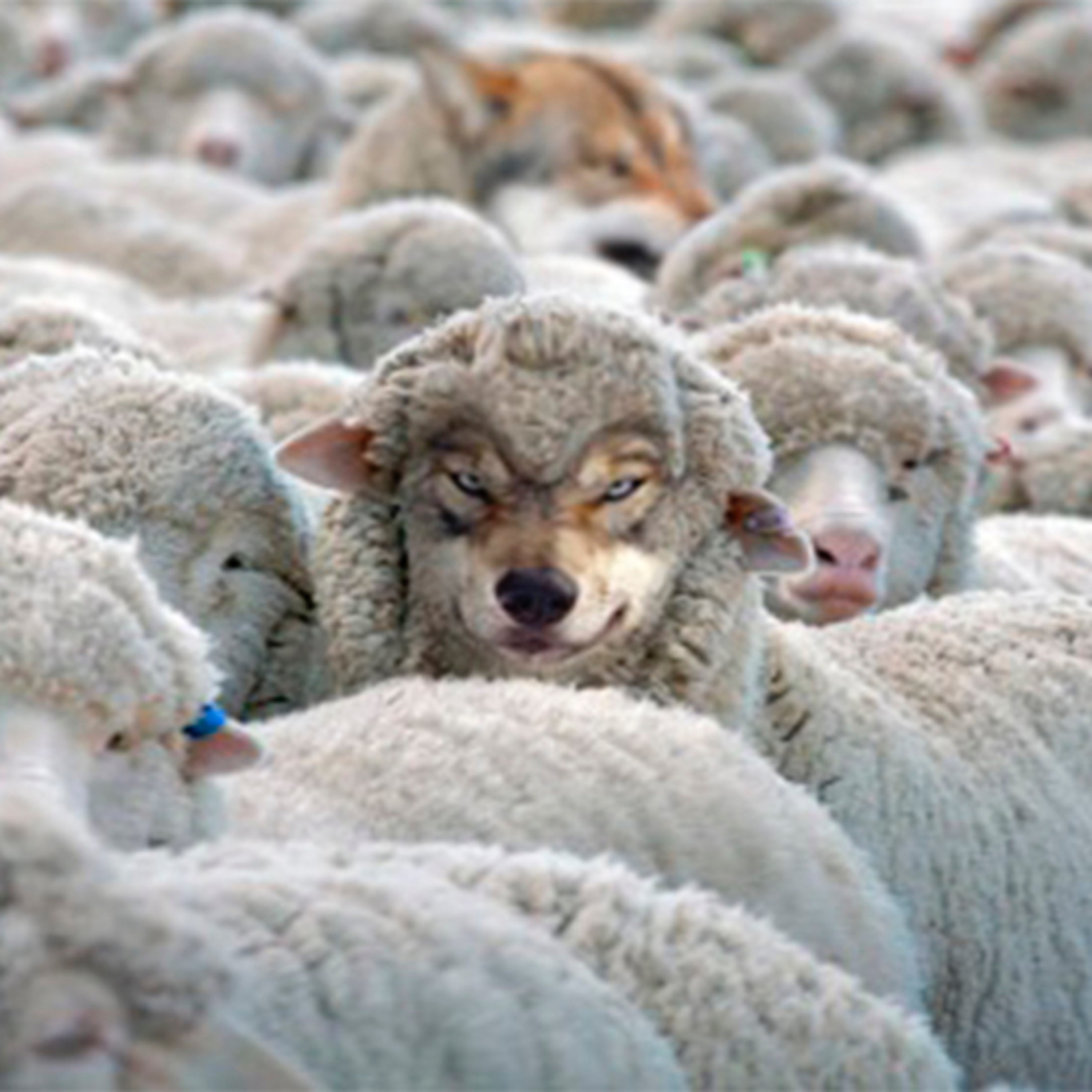 Evangelio del Miércoles 28 de Junio. Mateo 7,15-20.