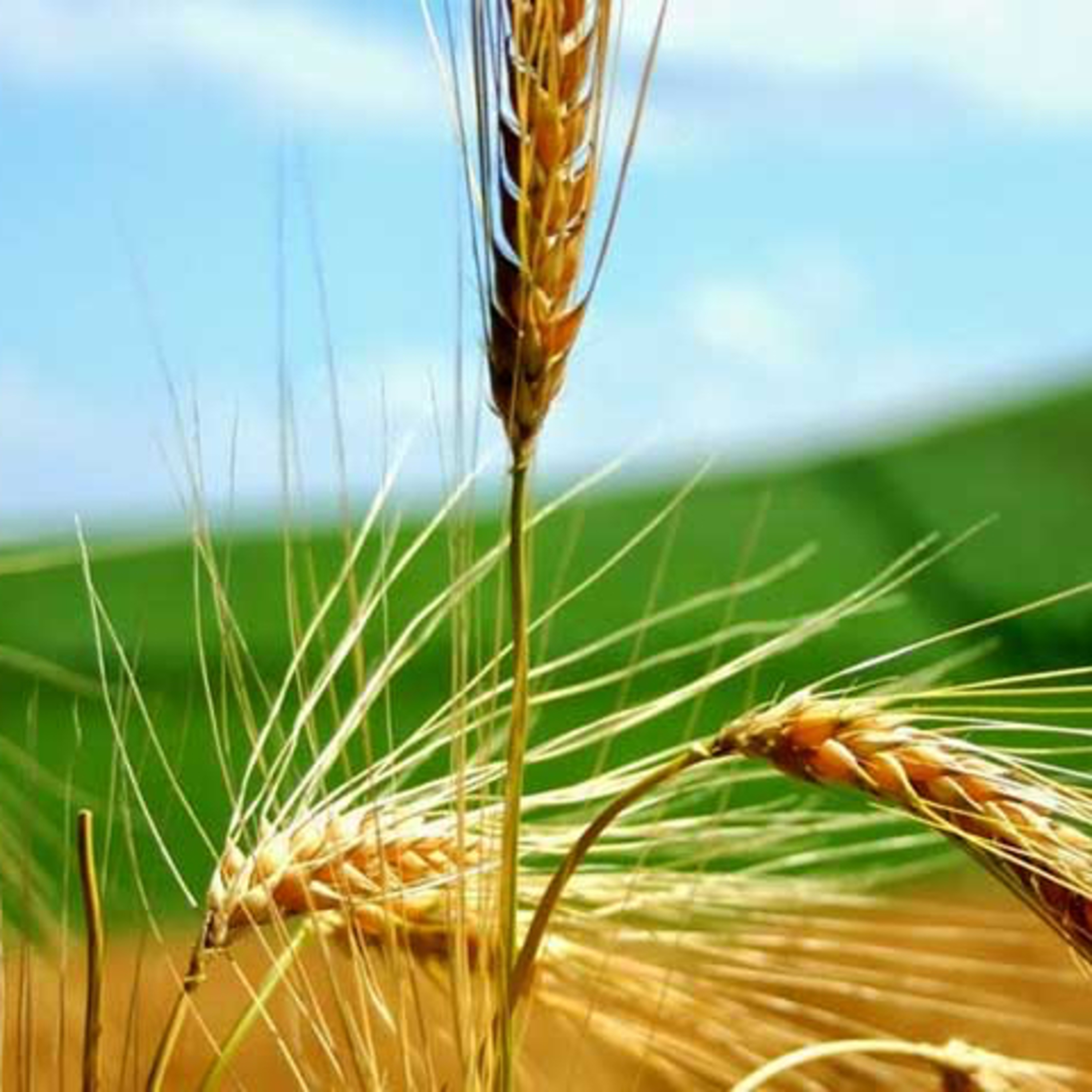 Evangelio del Jueves 10 de Agosto. San Lorenzo. Juan 12,24-26.