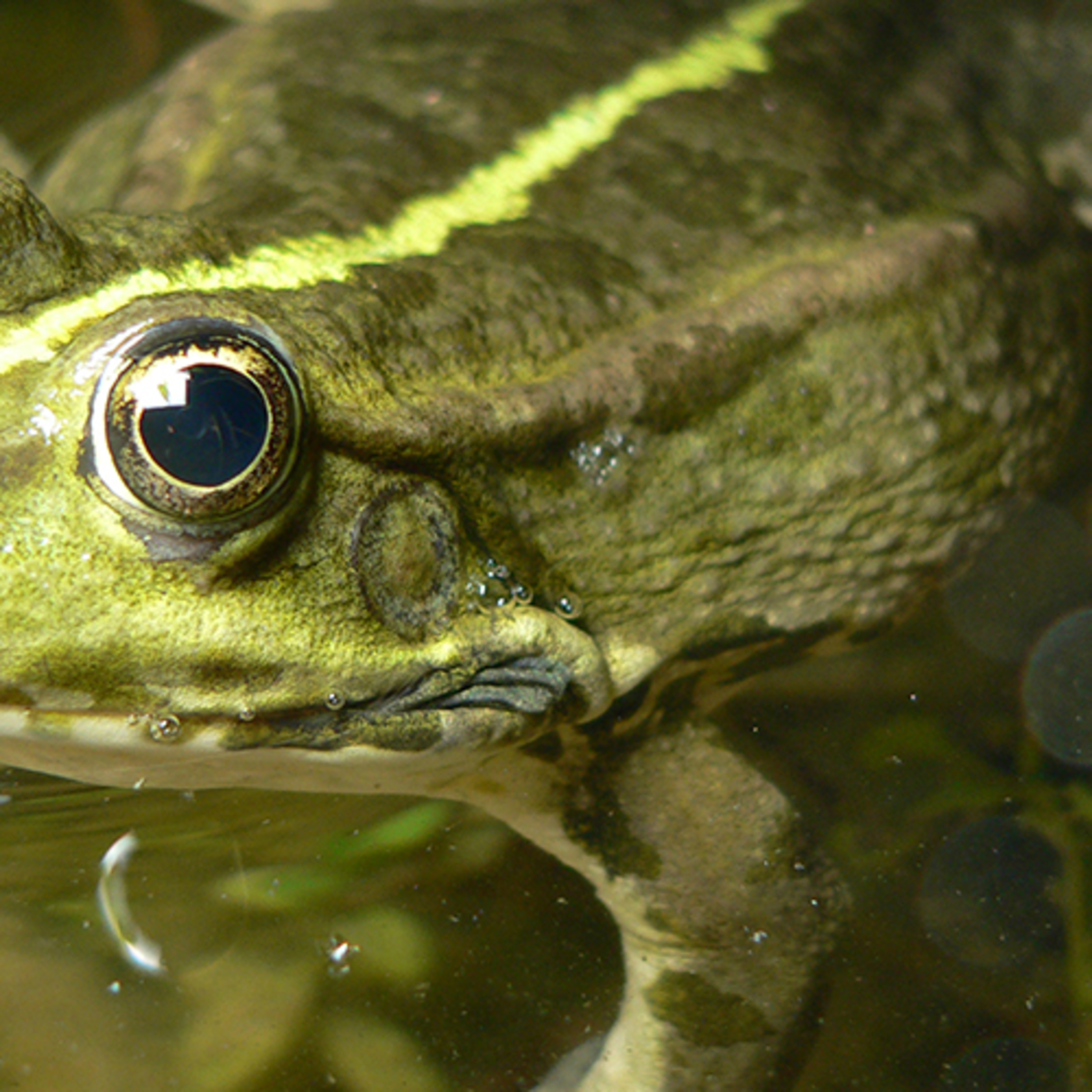 The marsh frog Rhine river, Northern Switzerland. Field recording  episode artwork