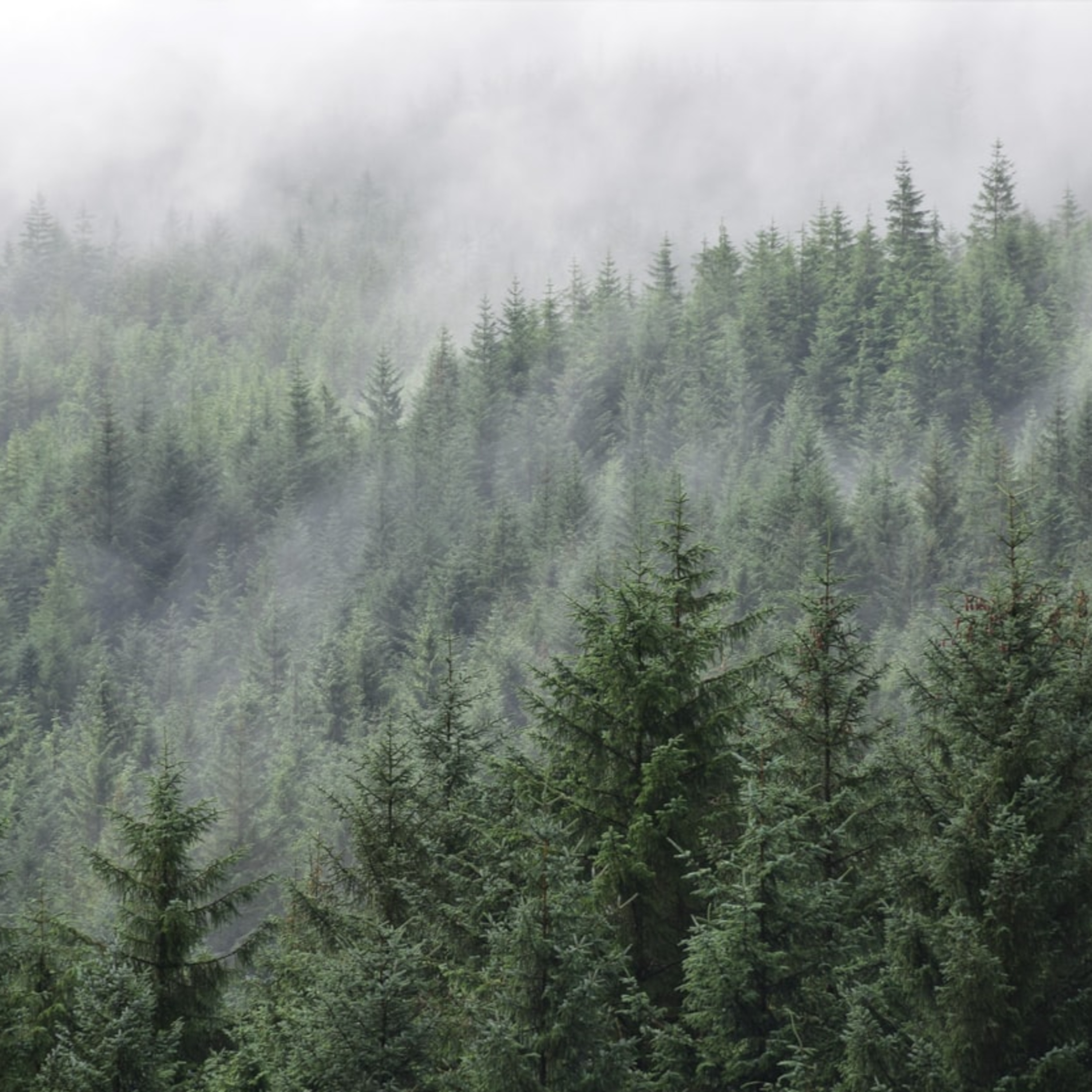 Early morning rain Field Recording