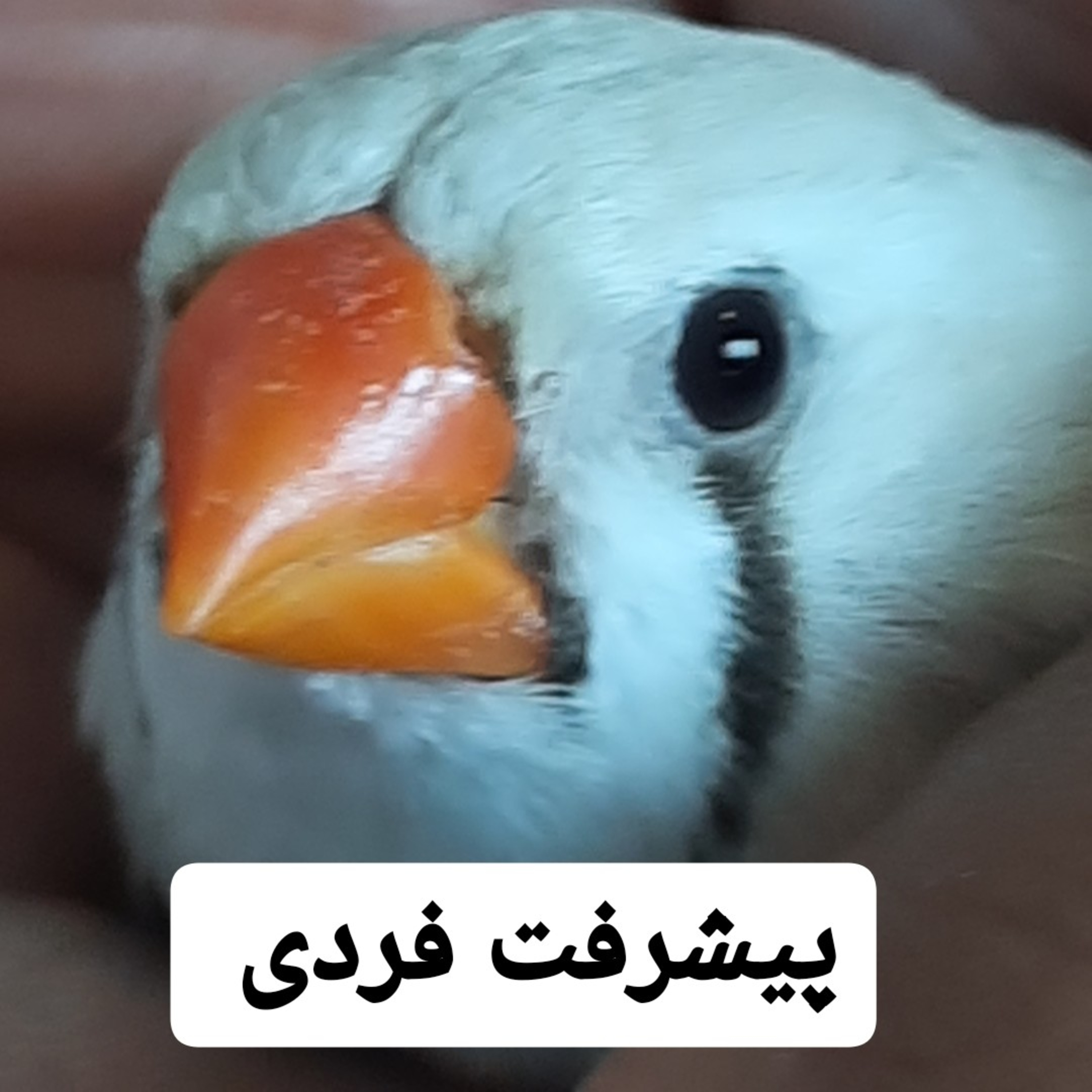 رشد فردی چیست ؟ راه کارهایی برای رشد فردی