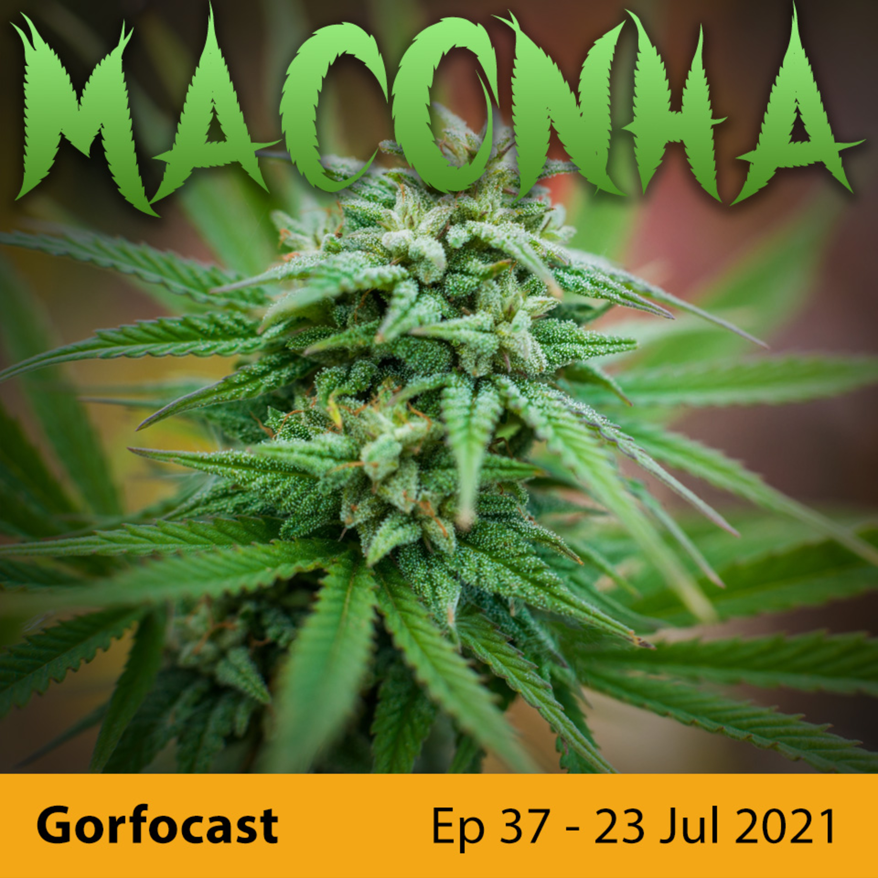 Gorfocast