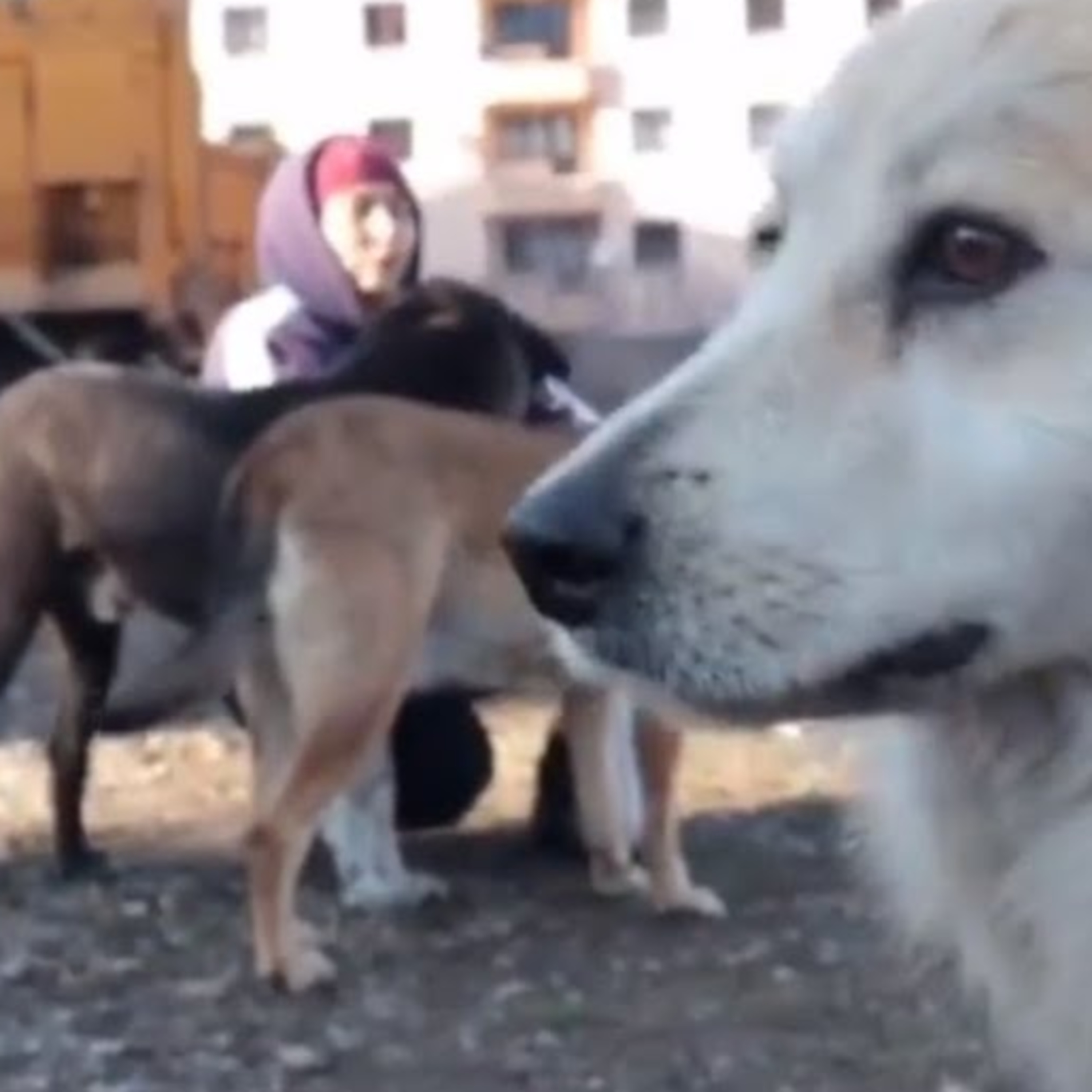 Köpekçi Kadın episode artwork