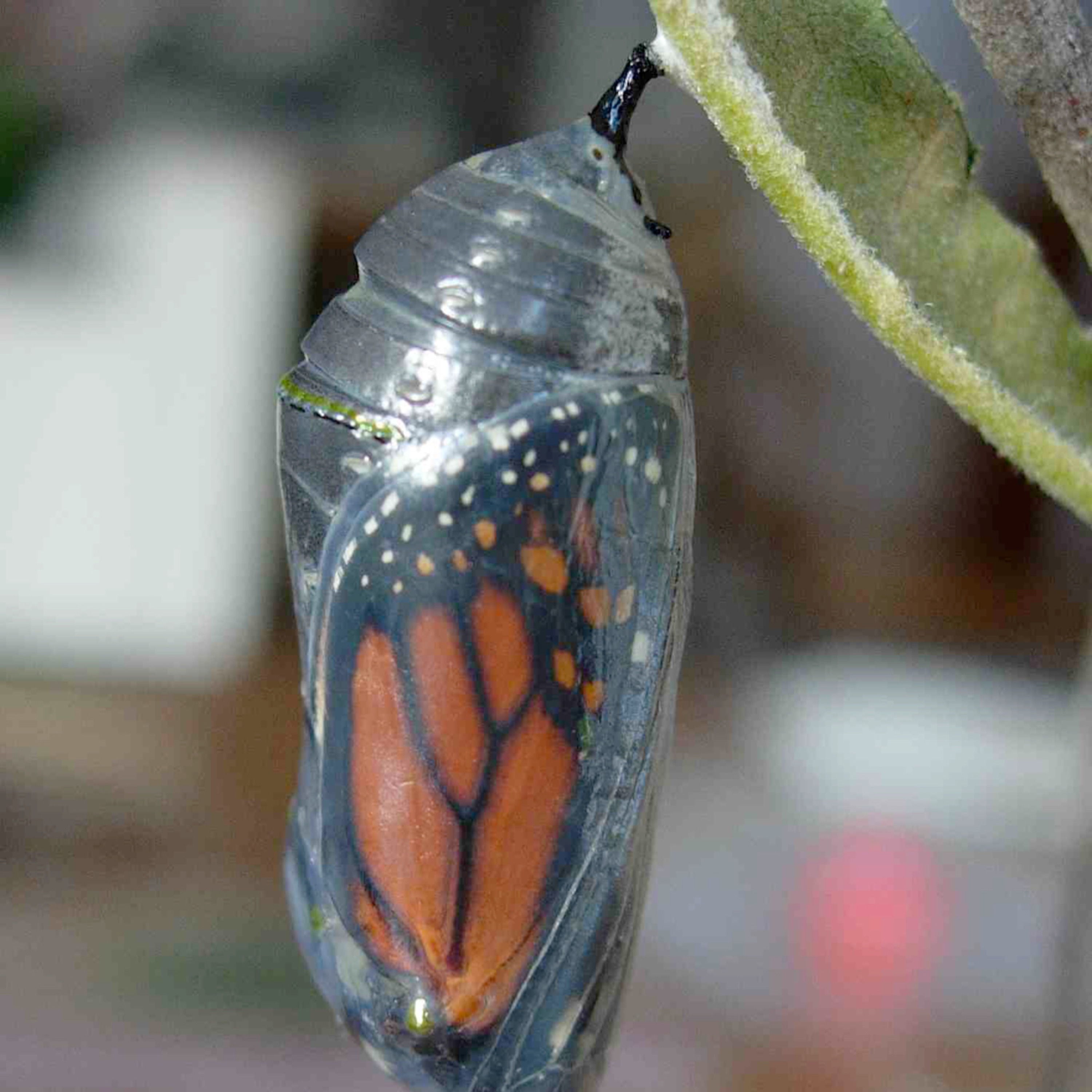 The Coaching Chrysalis