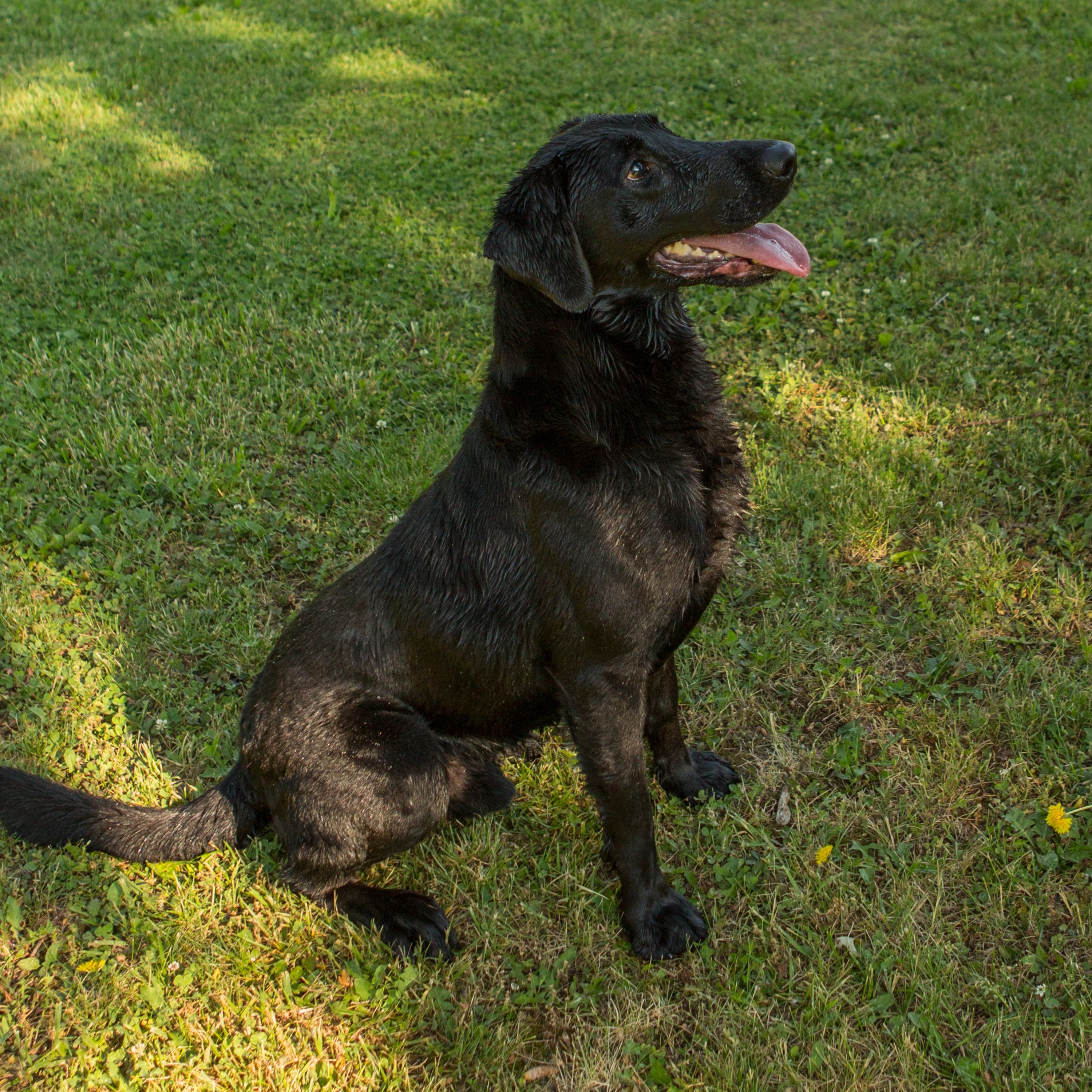 SportingDog Adventures PodCast