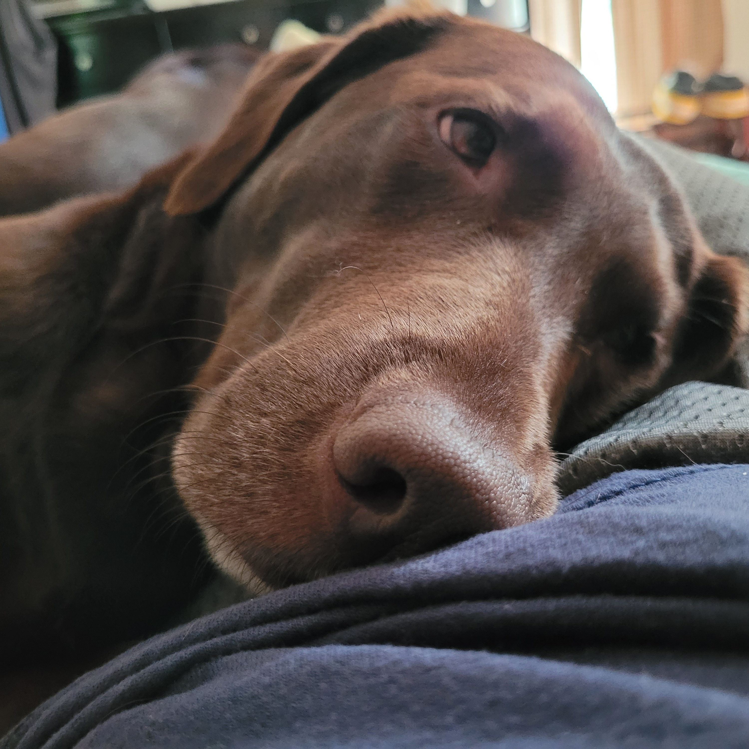 SportingDog Adventures PodCast