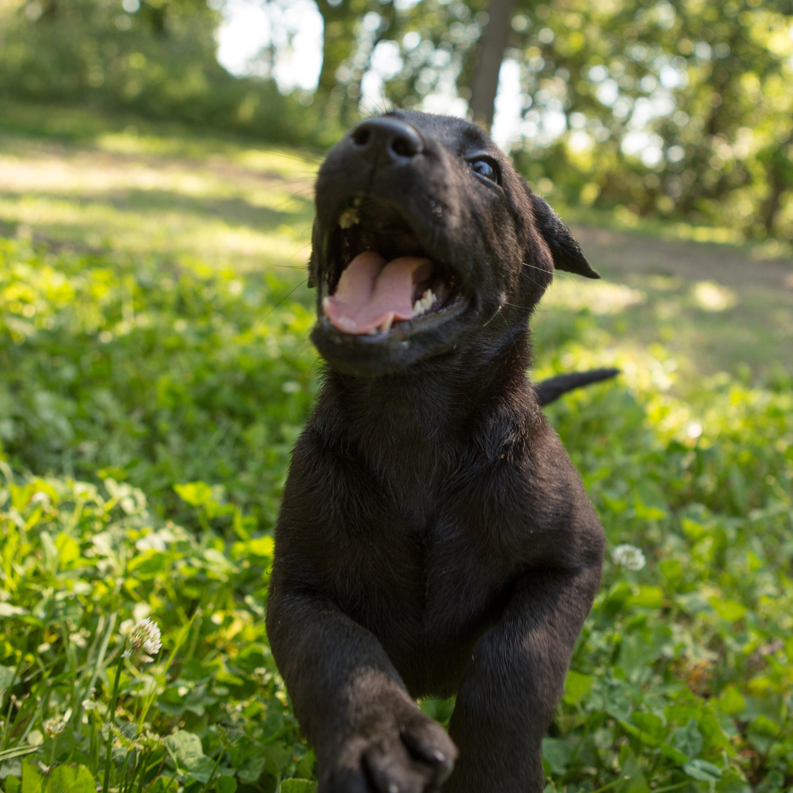 SportingDog Adventures PodCast