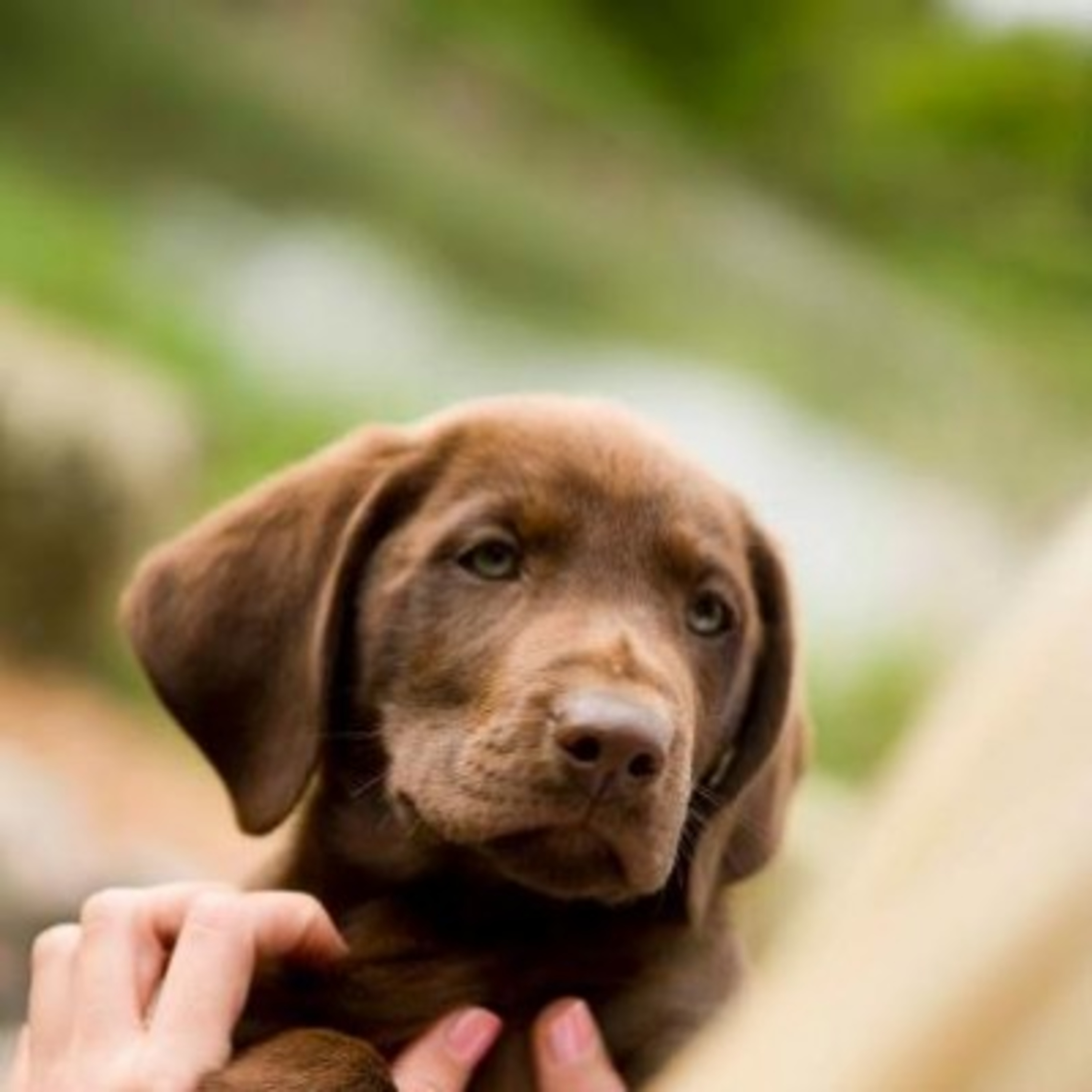 SportingDog Adventures PodCast