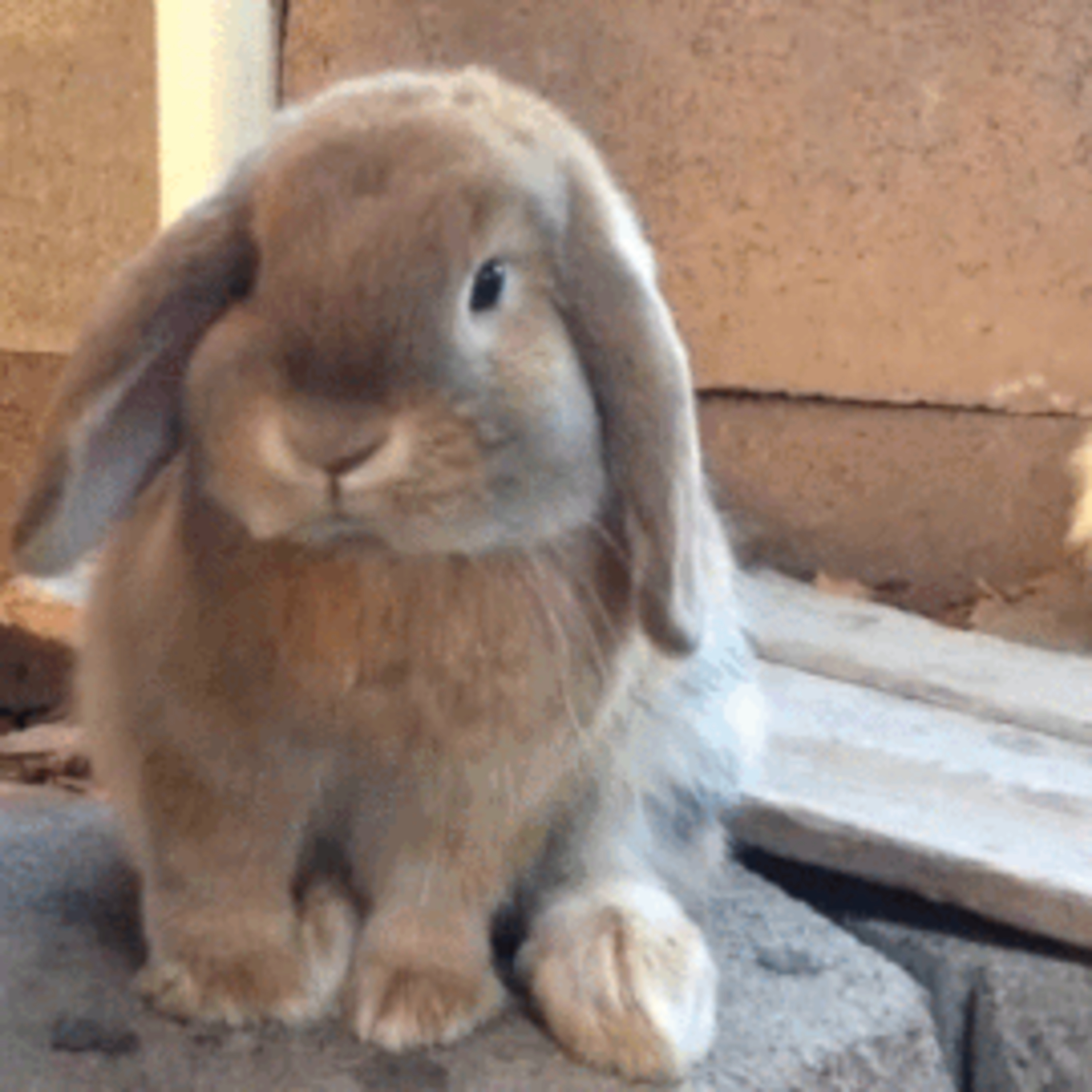 Raising Rabbits - Self Employment episode artwork