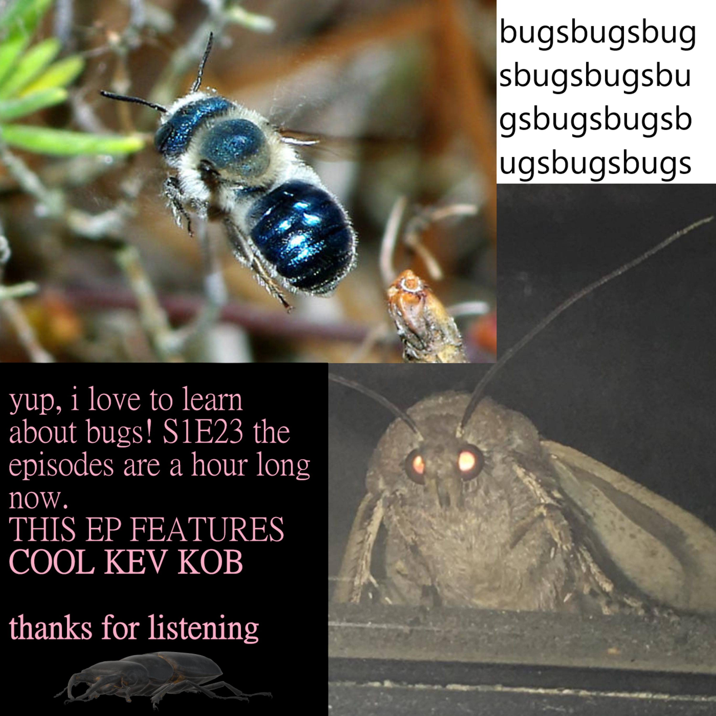 Lovin\' Learnin\' About Bugs