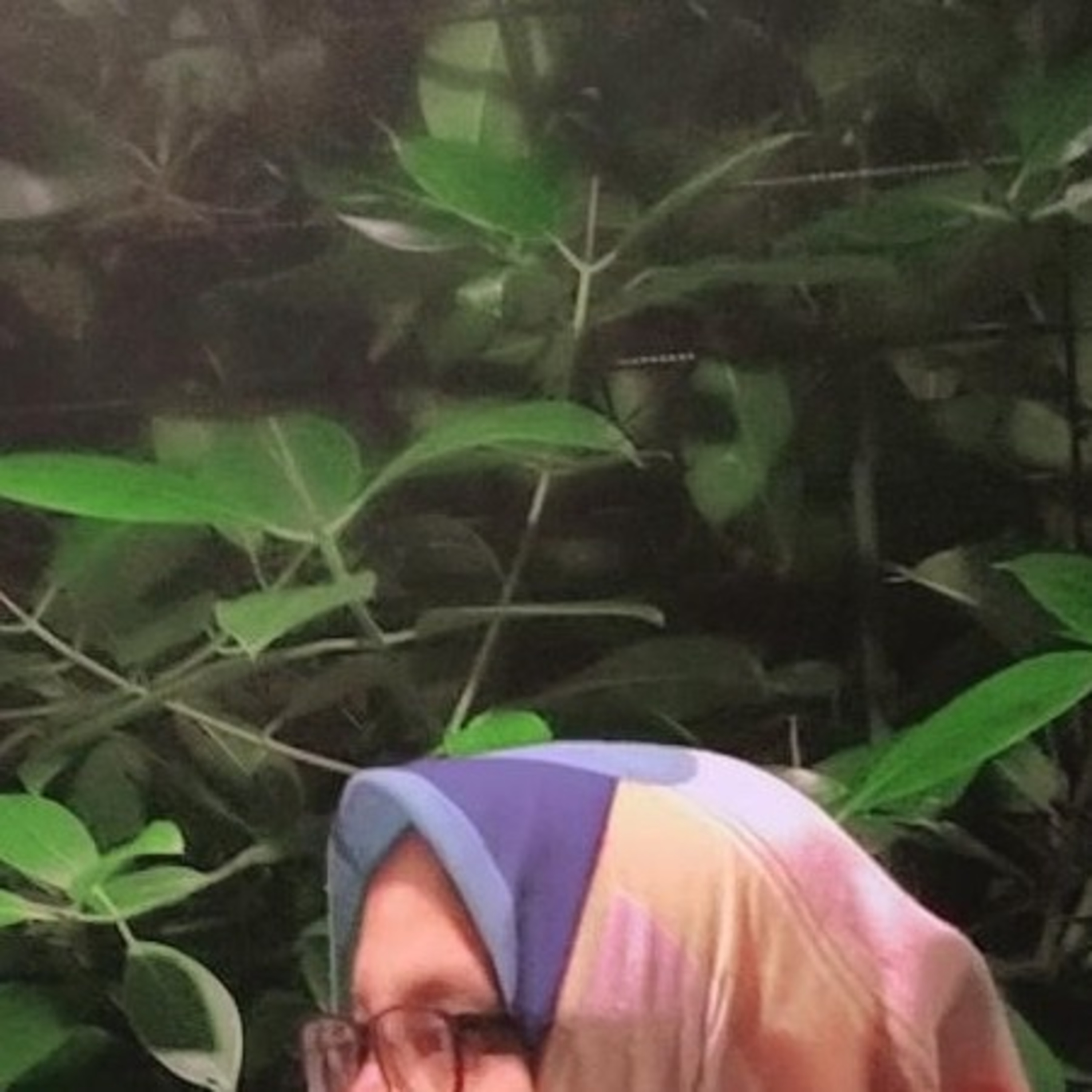 Manusia Dewasa