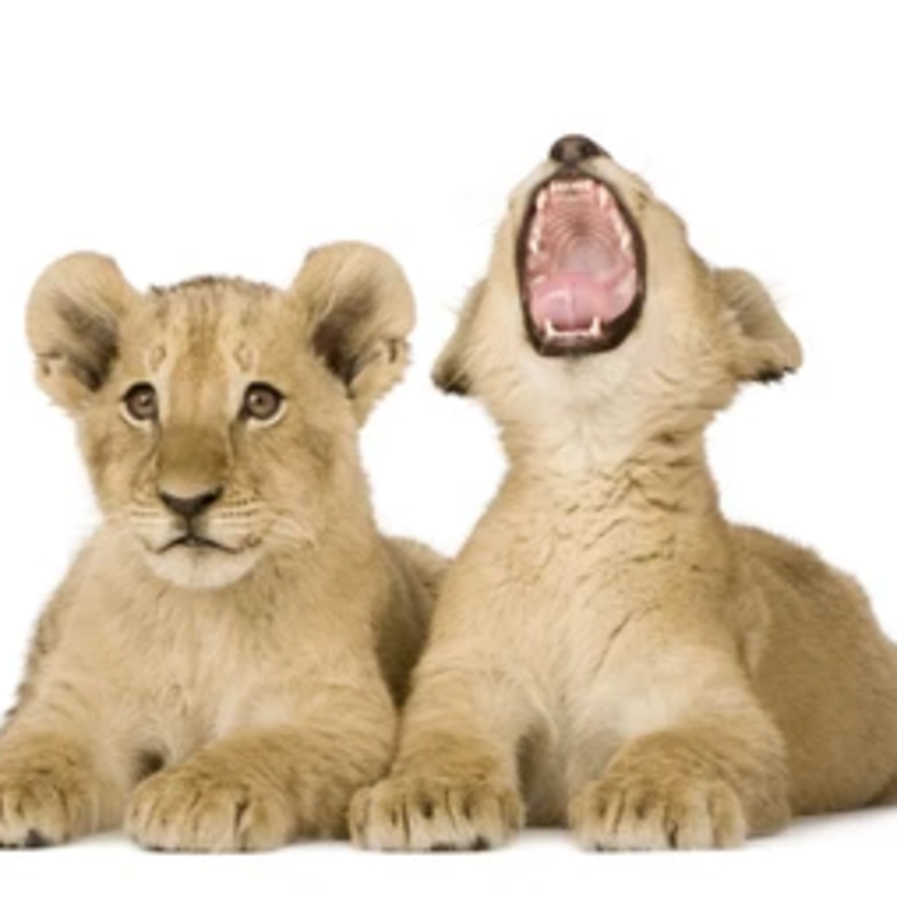 Story With Anvi, Stories For Kids In Hindi