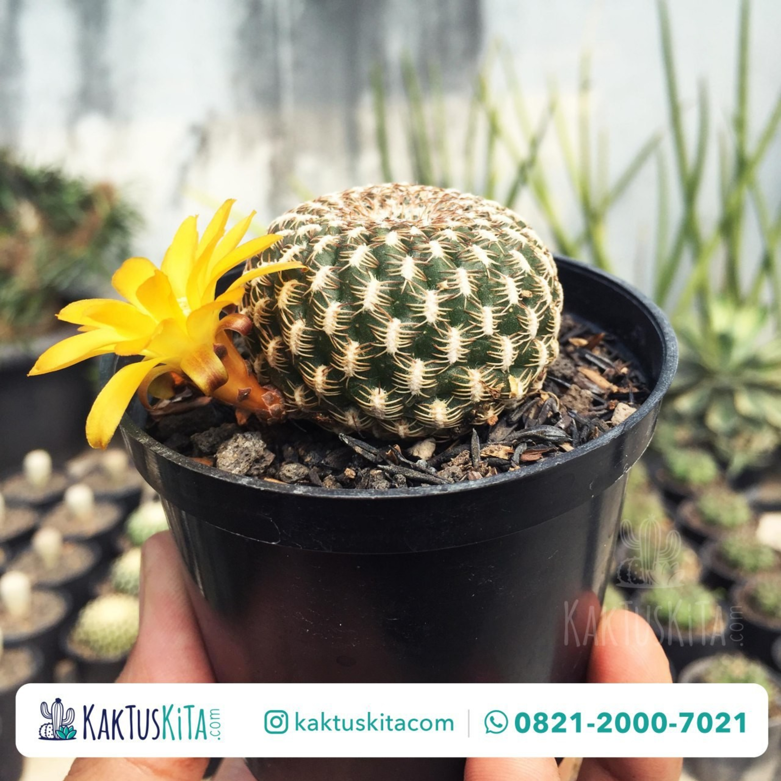 Ada apa di Kaktus Kita?