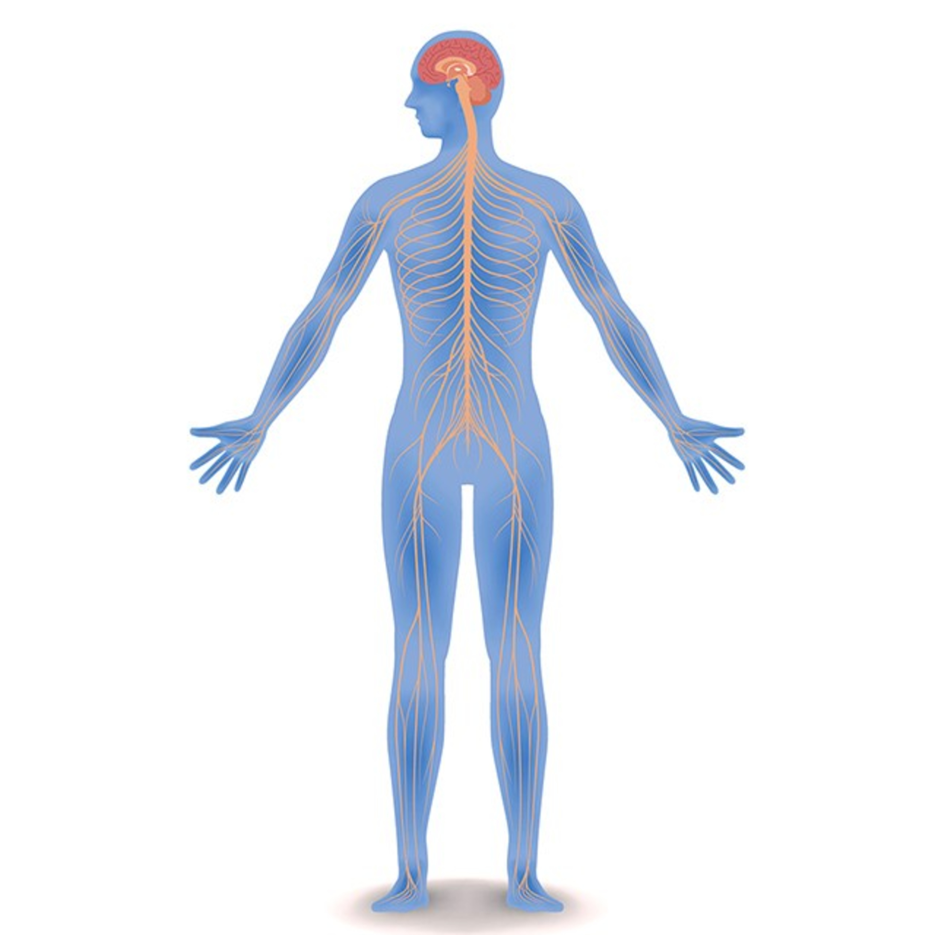 Nervous System- Spinal Cord, Nerves and Reflex Actions