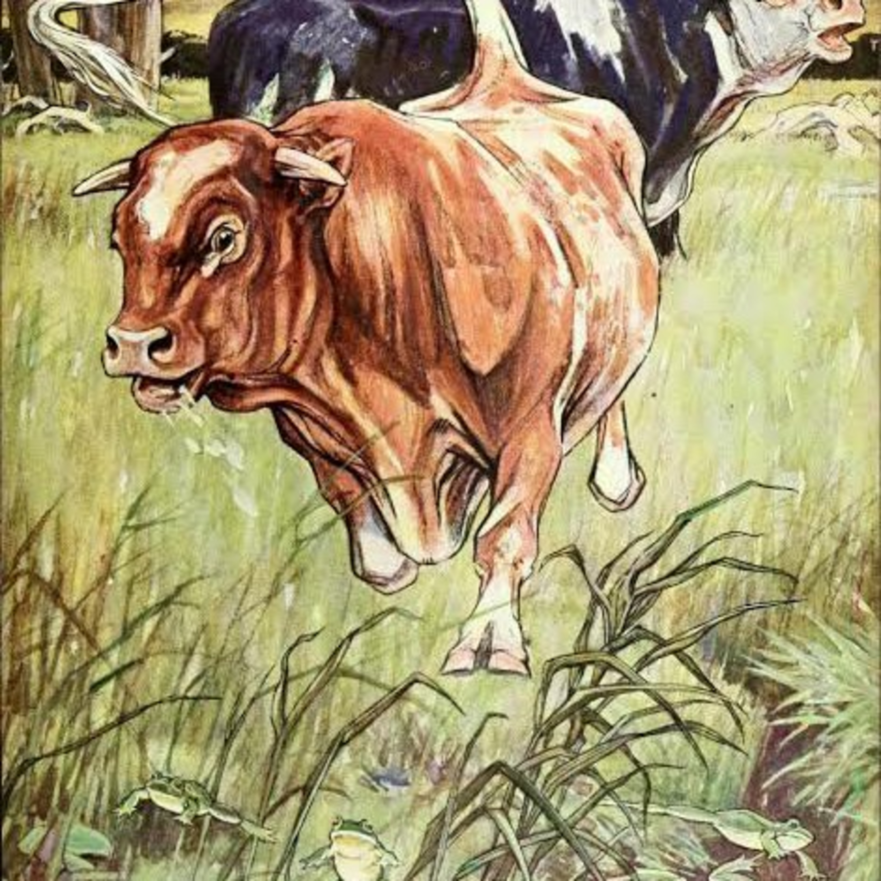 The fighting Bulls and Frog episode artwork
