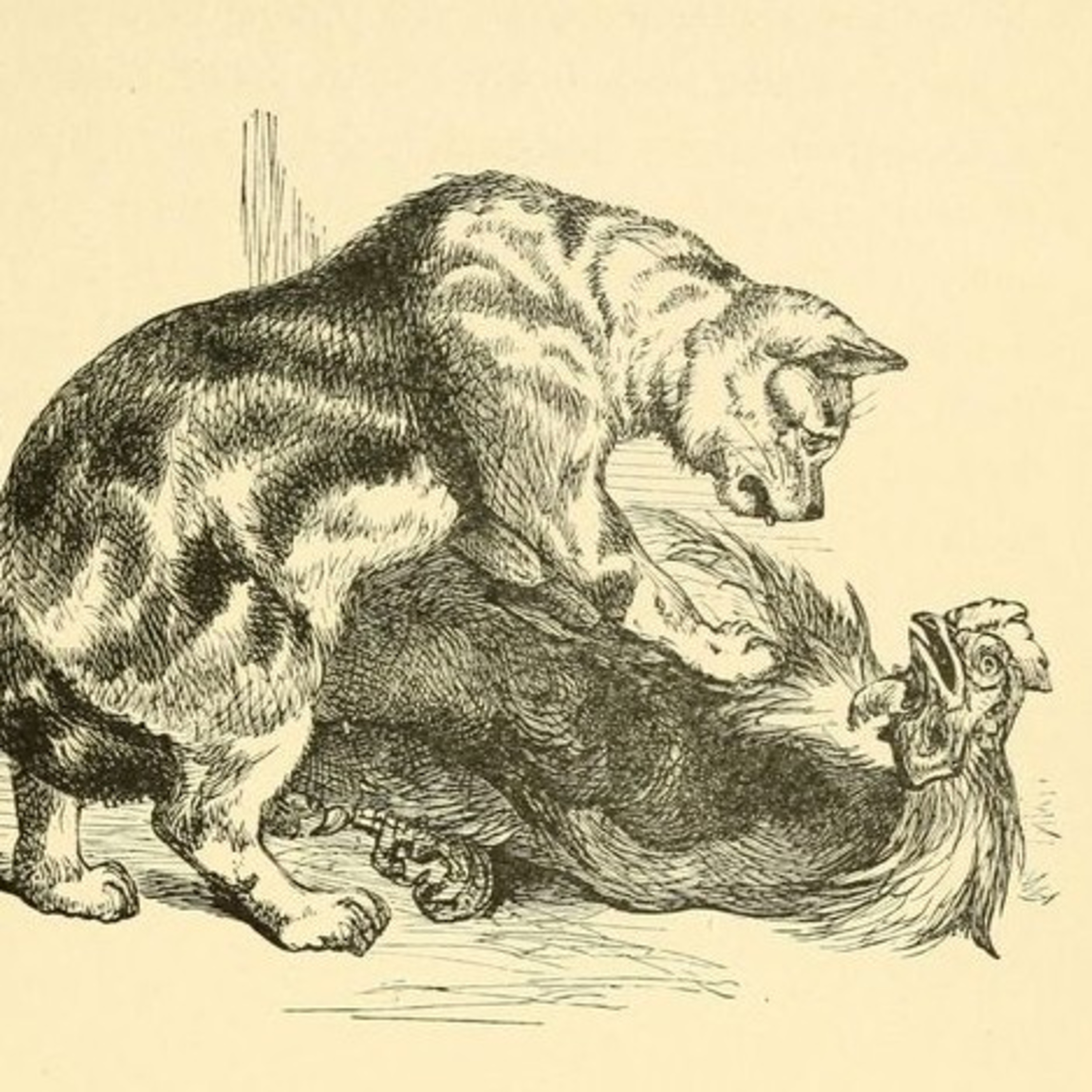Aesop stories :The Cat and the Cock episode artwork