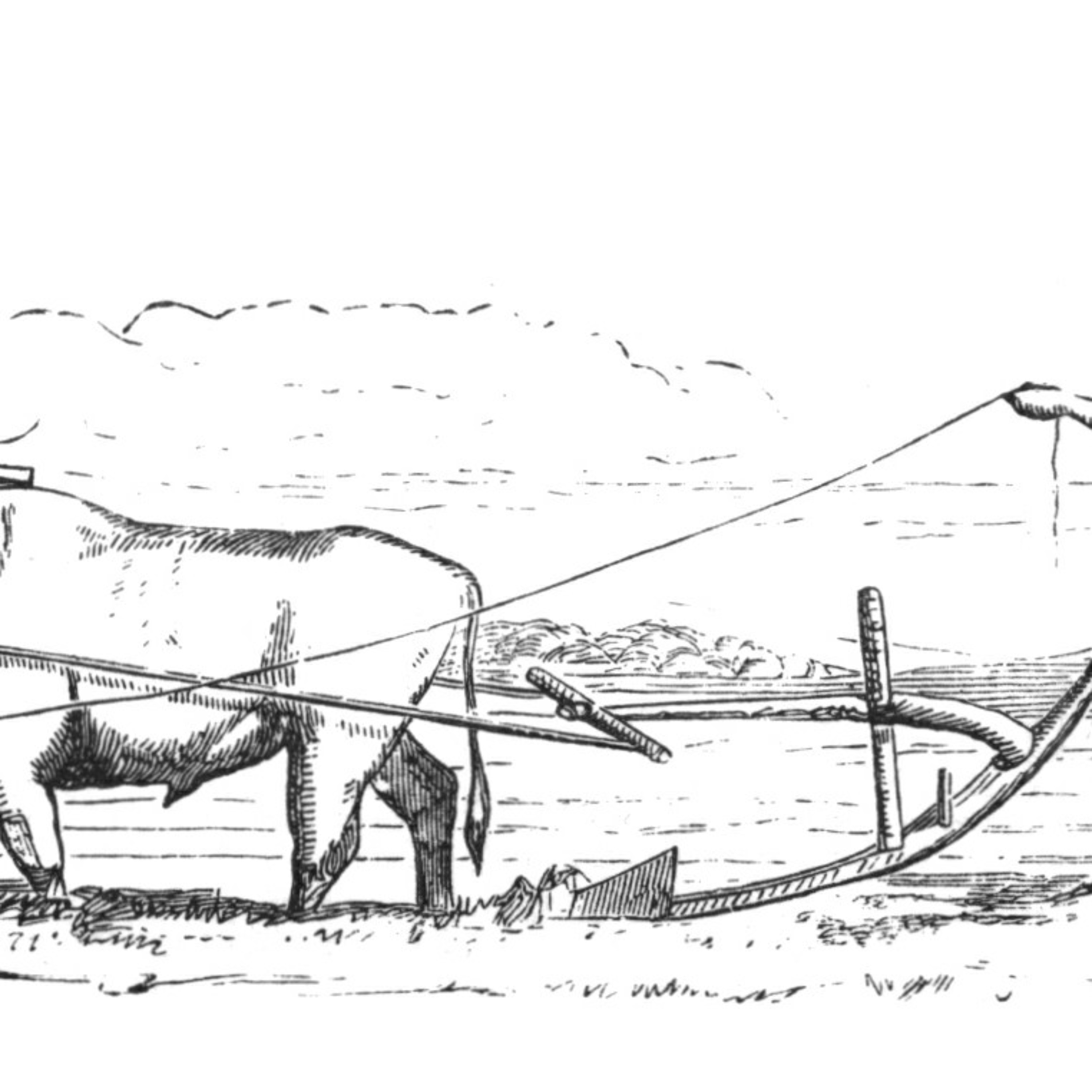 The Heifer and the Ox episode artwork