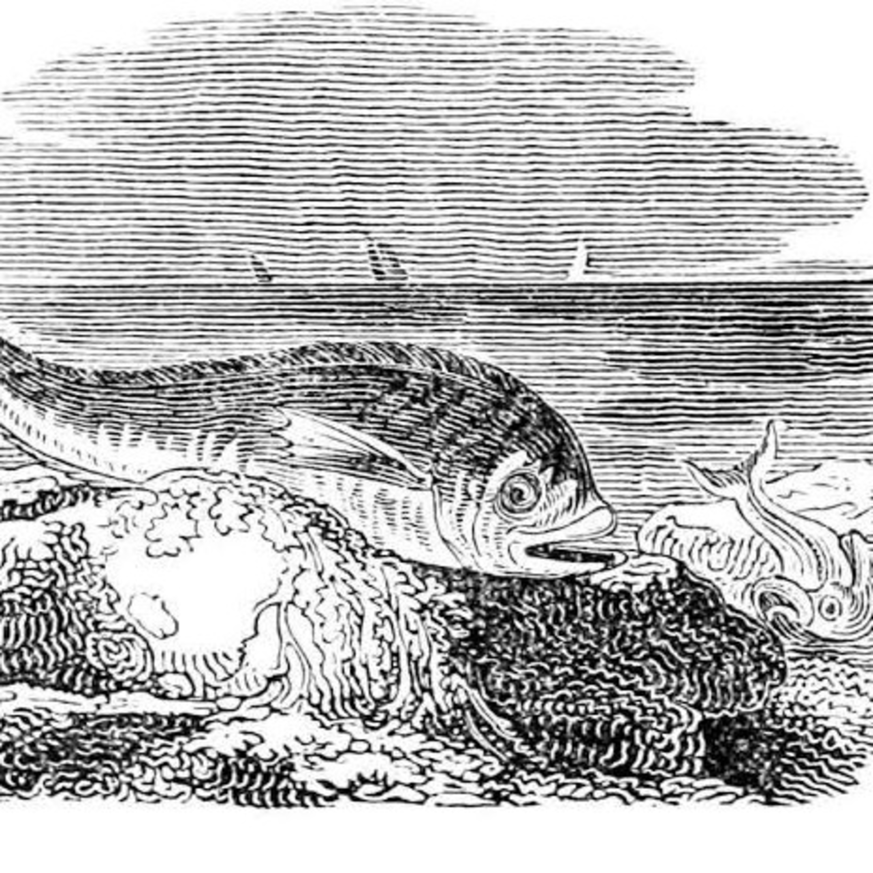 The Thunny and a Dolphin episode artwork