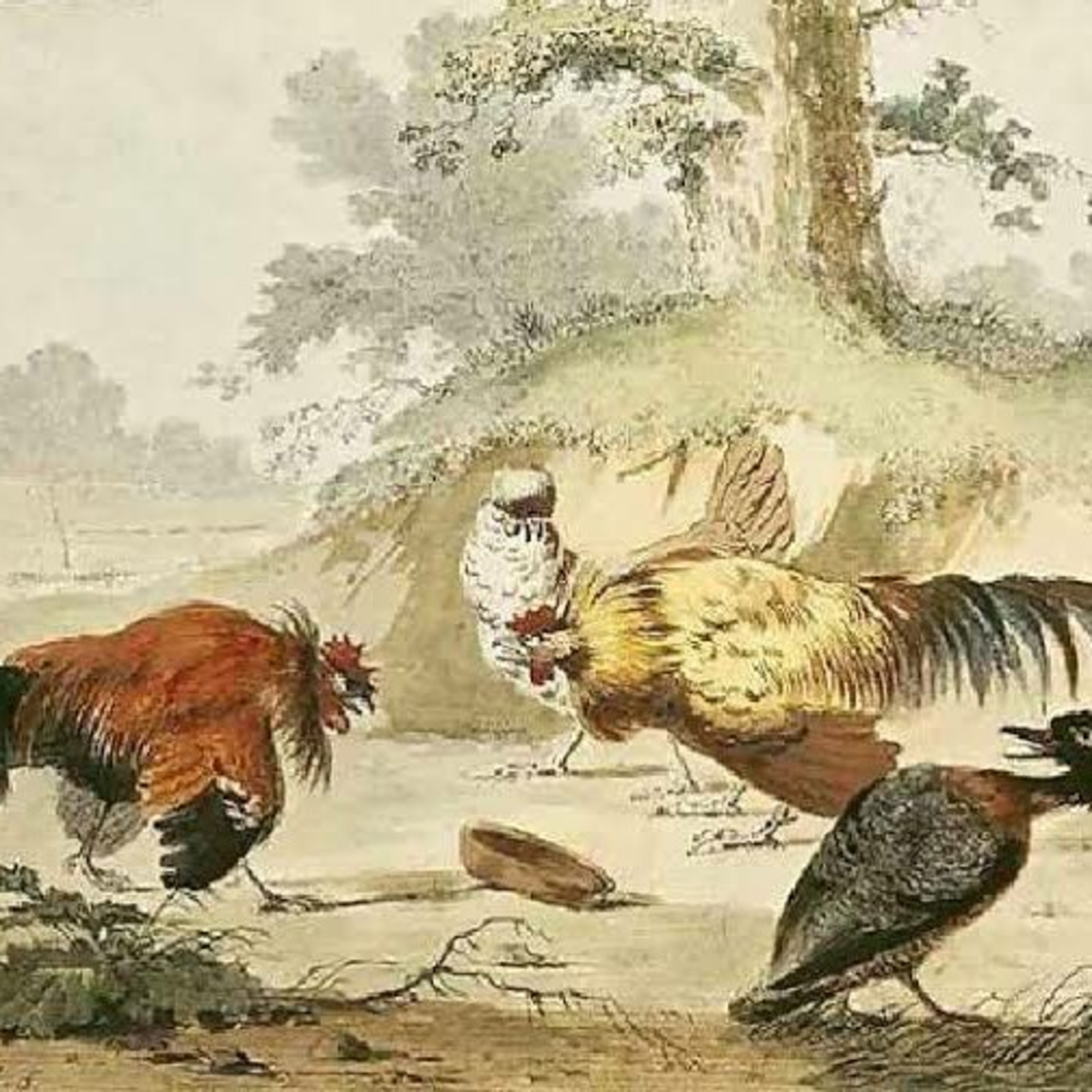 The Game-Cocks and the Partridge episode artwork