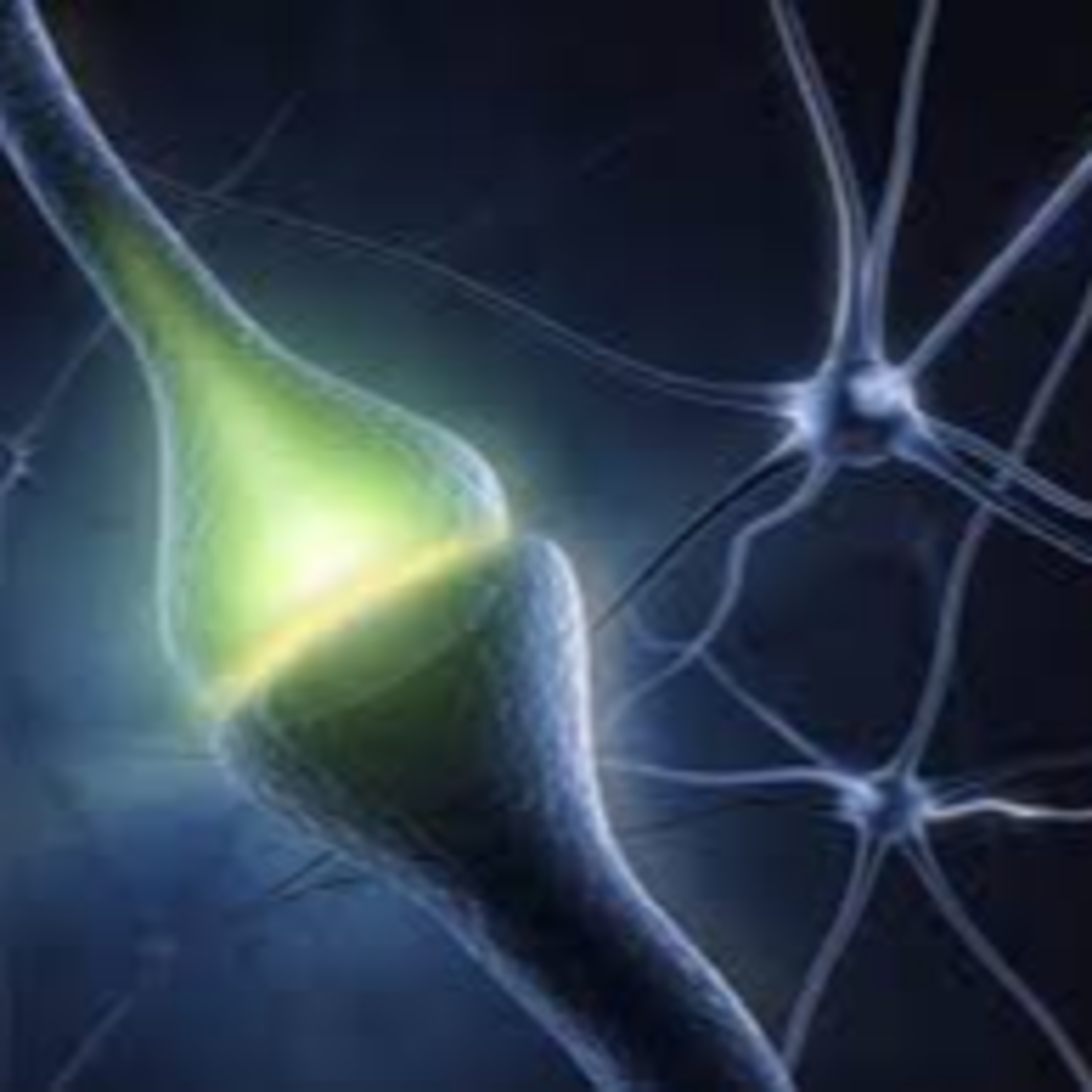 las neuronas y los impulsos nerviosos