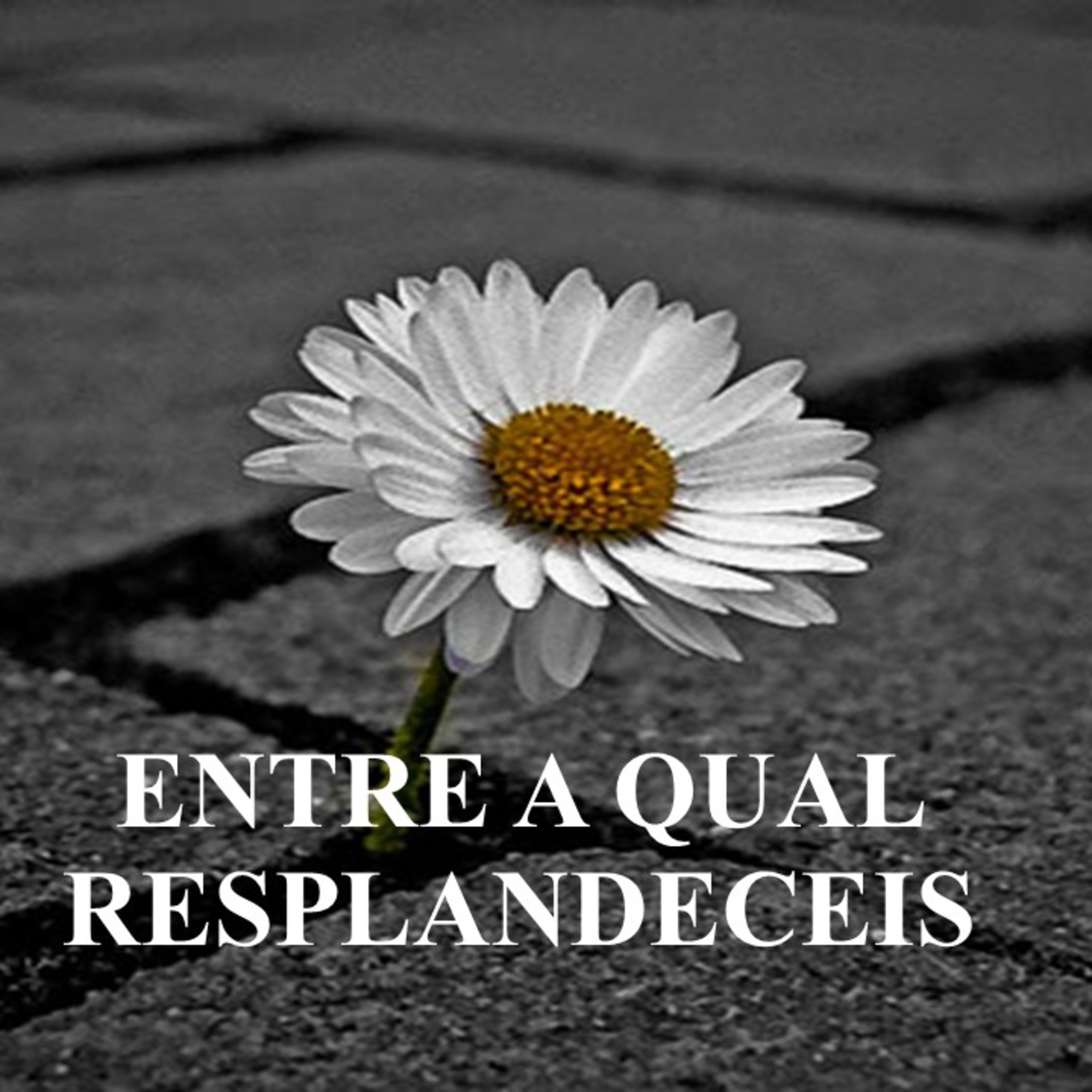 Devocional 15 de dezembro #530