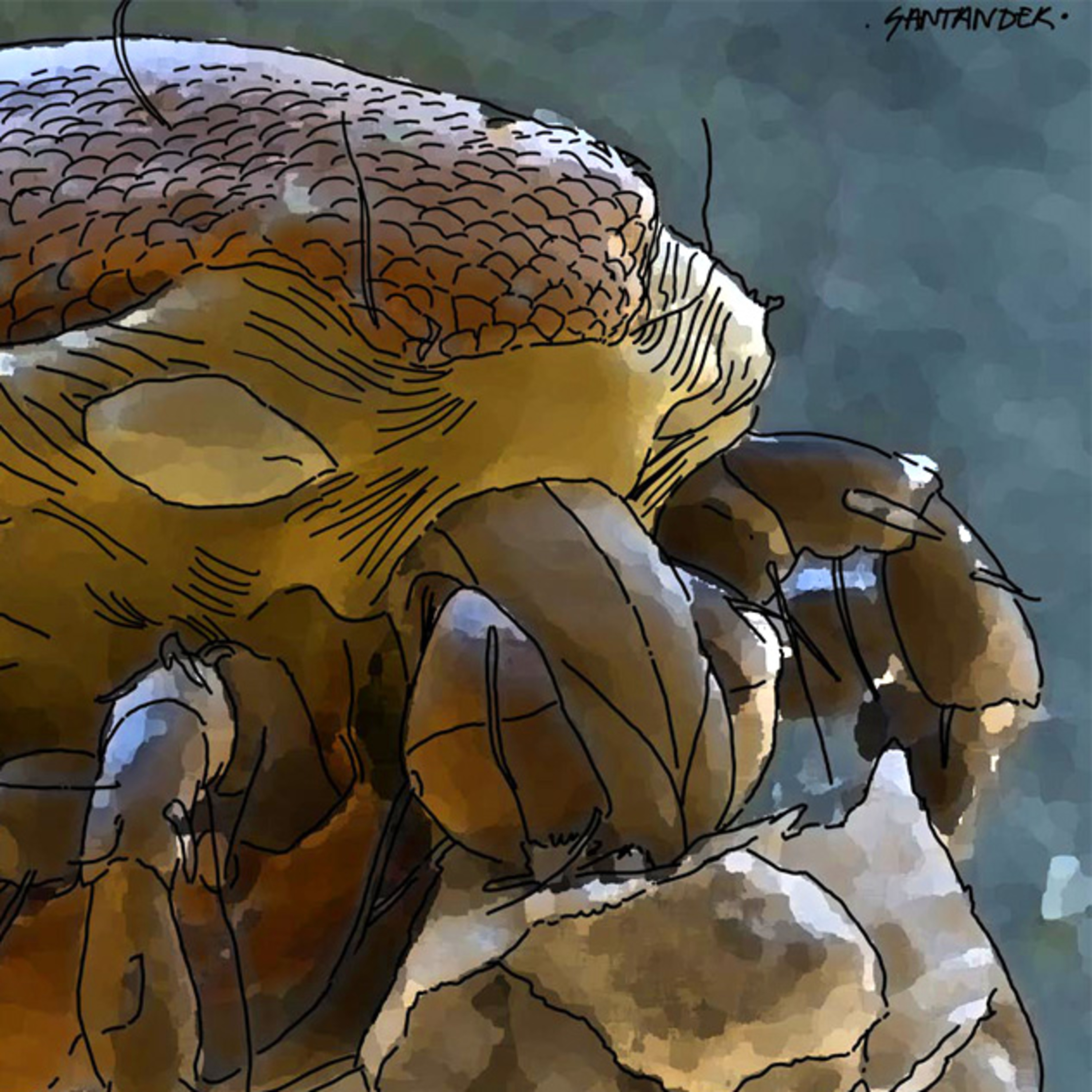 Rizoma