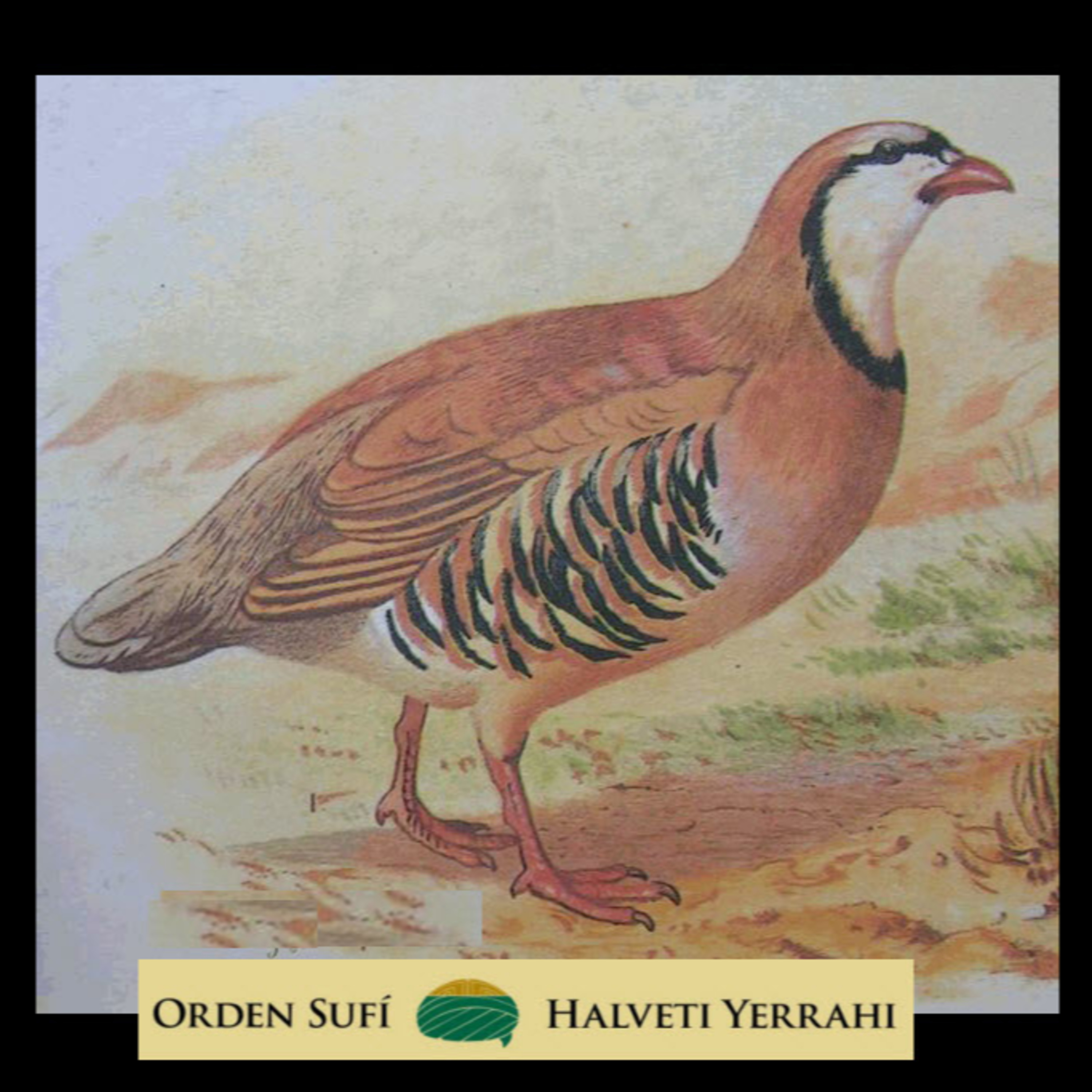 Portada de Orden Sufí Halveti Yerrahi