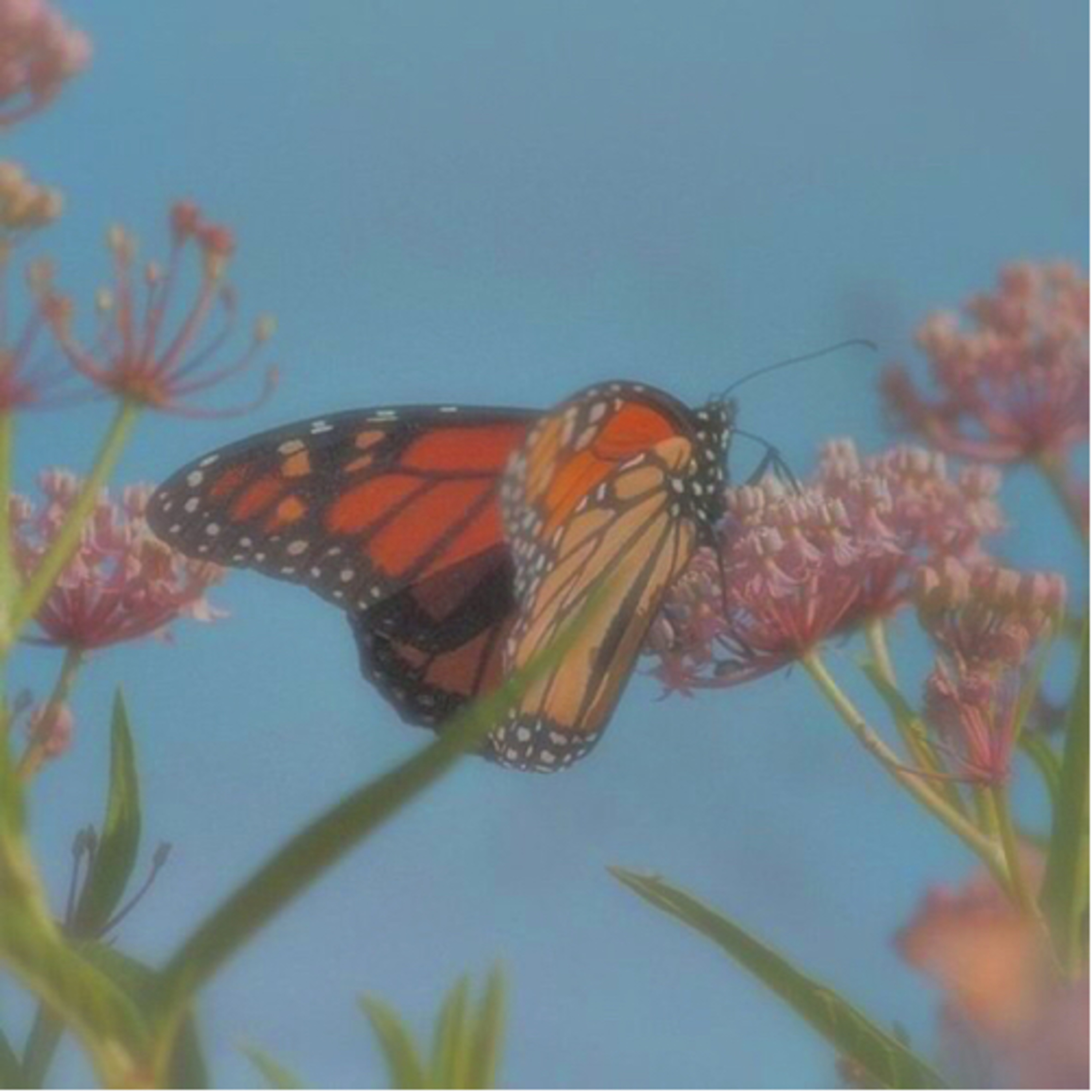 🦋🌈 {𝙰𝚂𝙼𝚁 𝚜𝚕𝚘𝚠 𝚝𝚛𝚒𝚐𝚐𝚎𝚛𝚜 ~ 𝚗𝚘 𝚝𝚊𝚕𝚔𝚒𝚗𝚐} 🌈🦋 ‼️ OLD ‼️ episode artwork