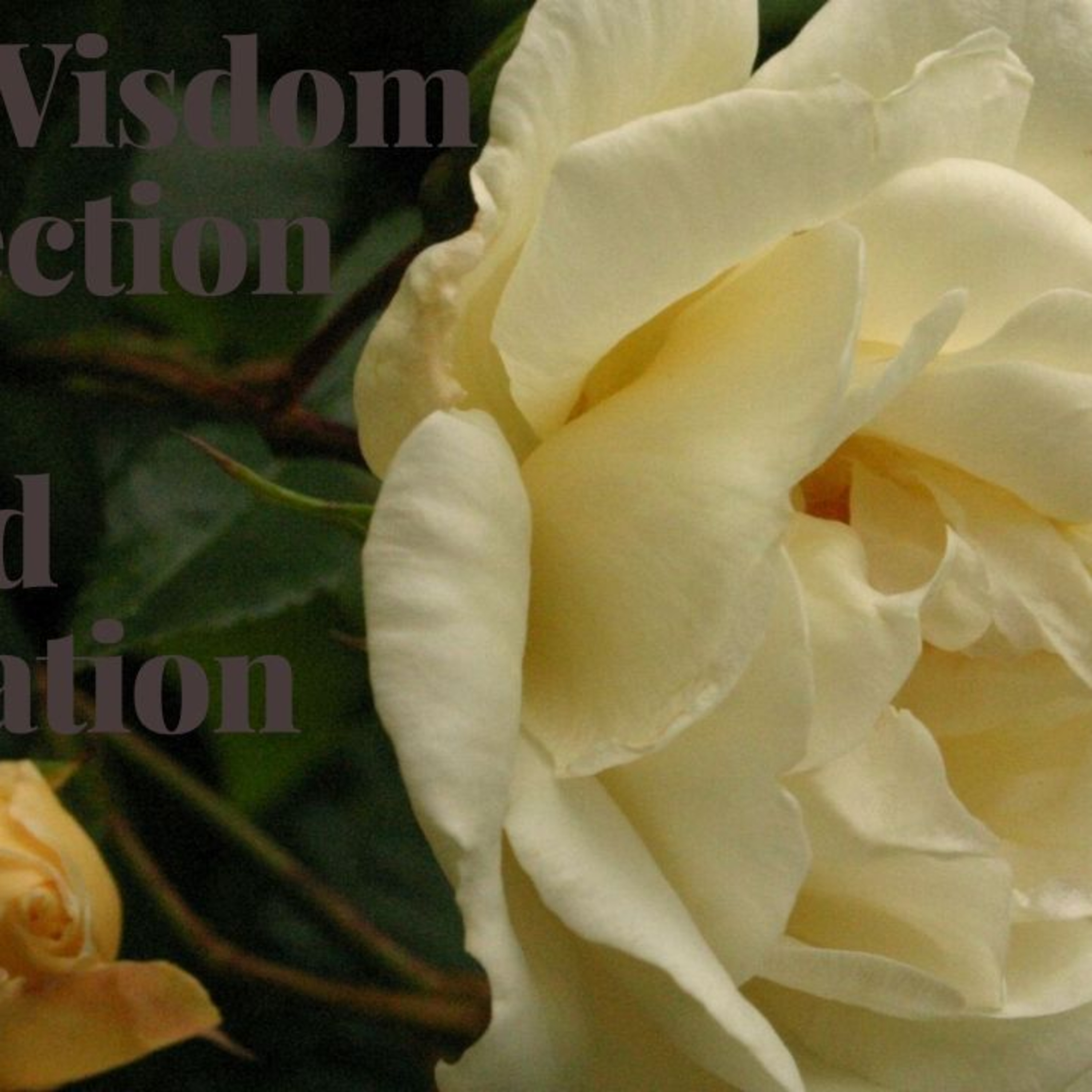 Inner Wisdom Connection Meditations