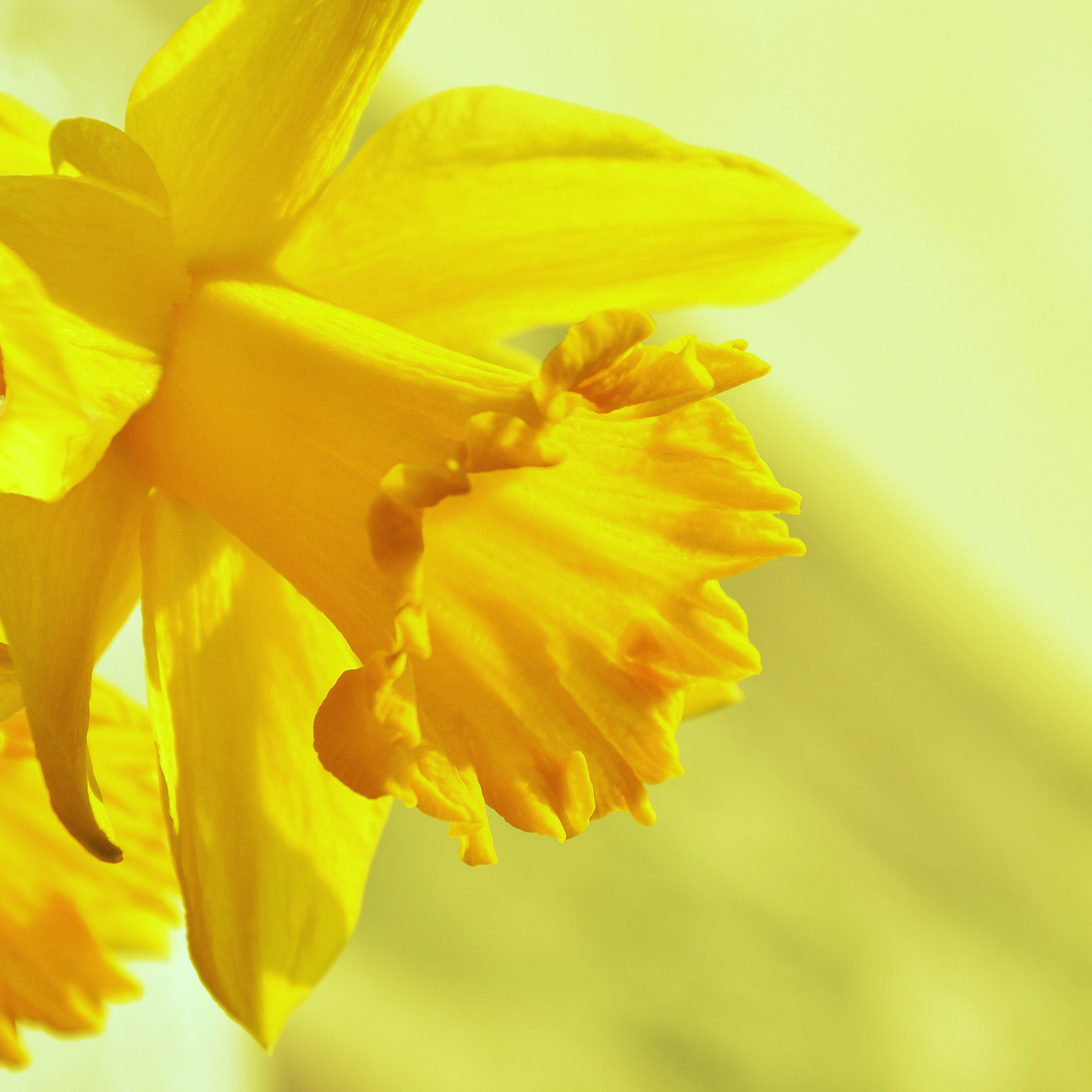 Inner Wisdom Connection Meditations