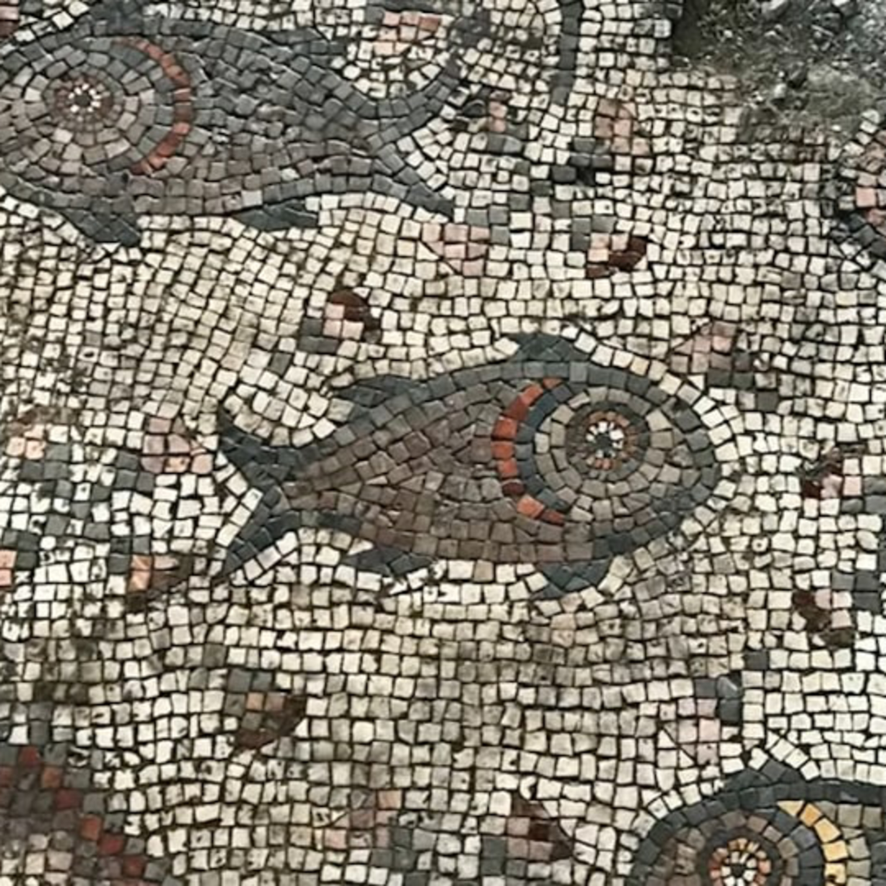 The Loaves and the Fish: Have Compassion on those in Need