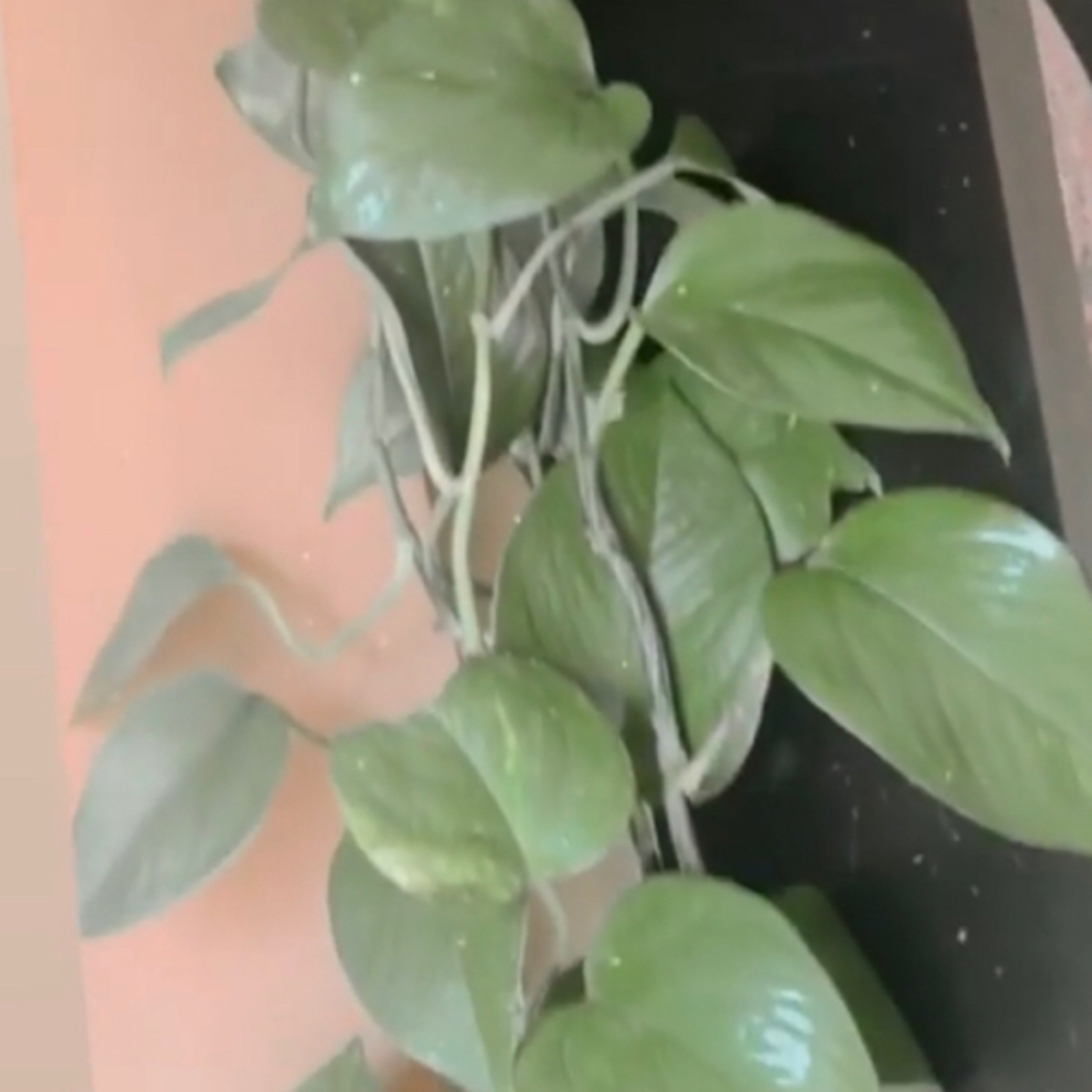 PlantisHome: Mi primera planta en casa- Photos o planta boa