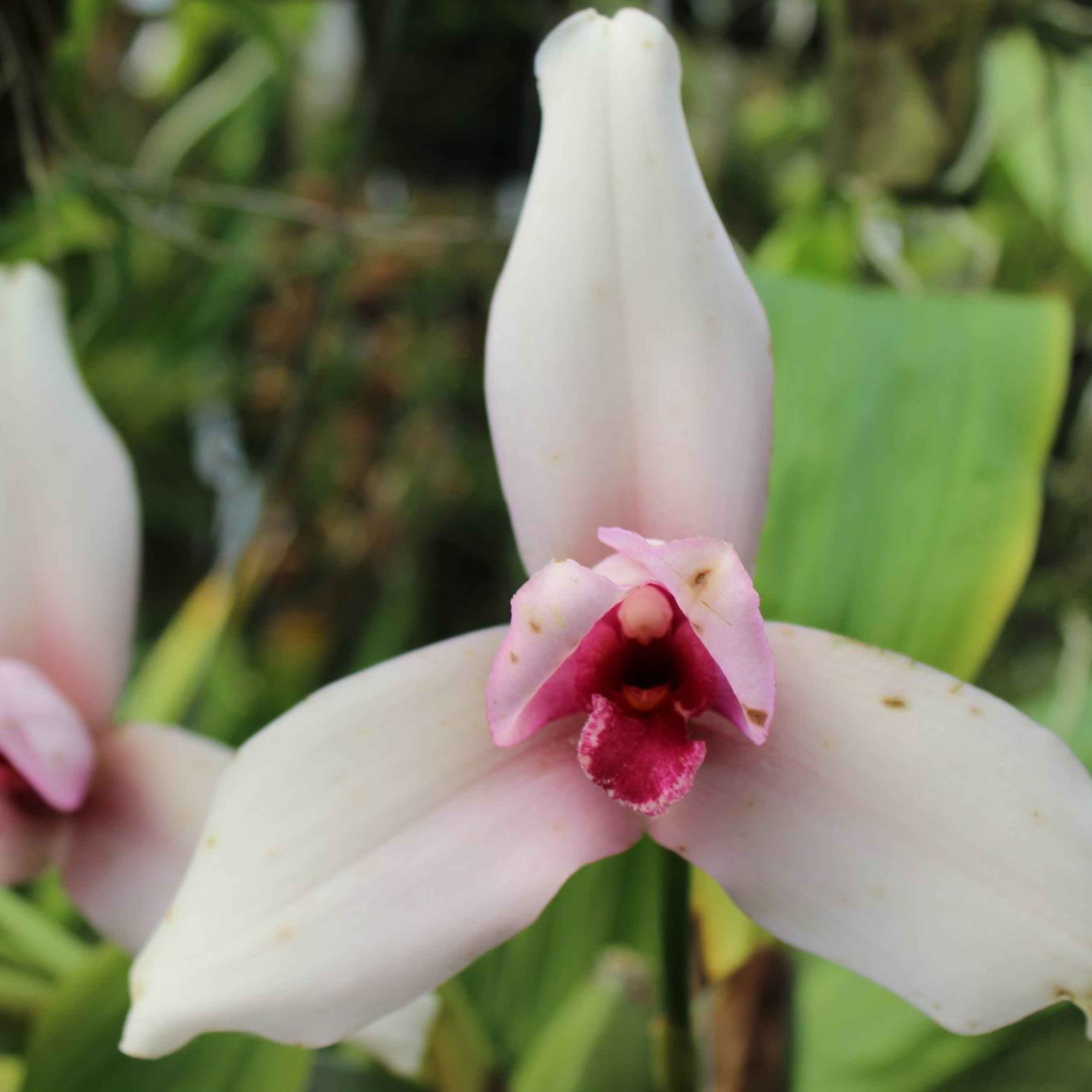 30. ORQUIDEARIO PARQUE AGUA AZUL /12 FEBRERO 2020 30. ORQUIDEARIO PARQUE AGUA AZUL /12 FEBRERO 2020