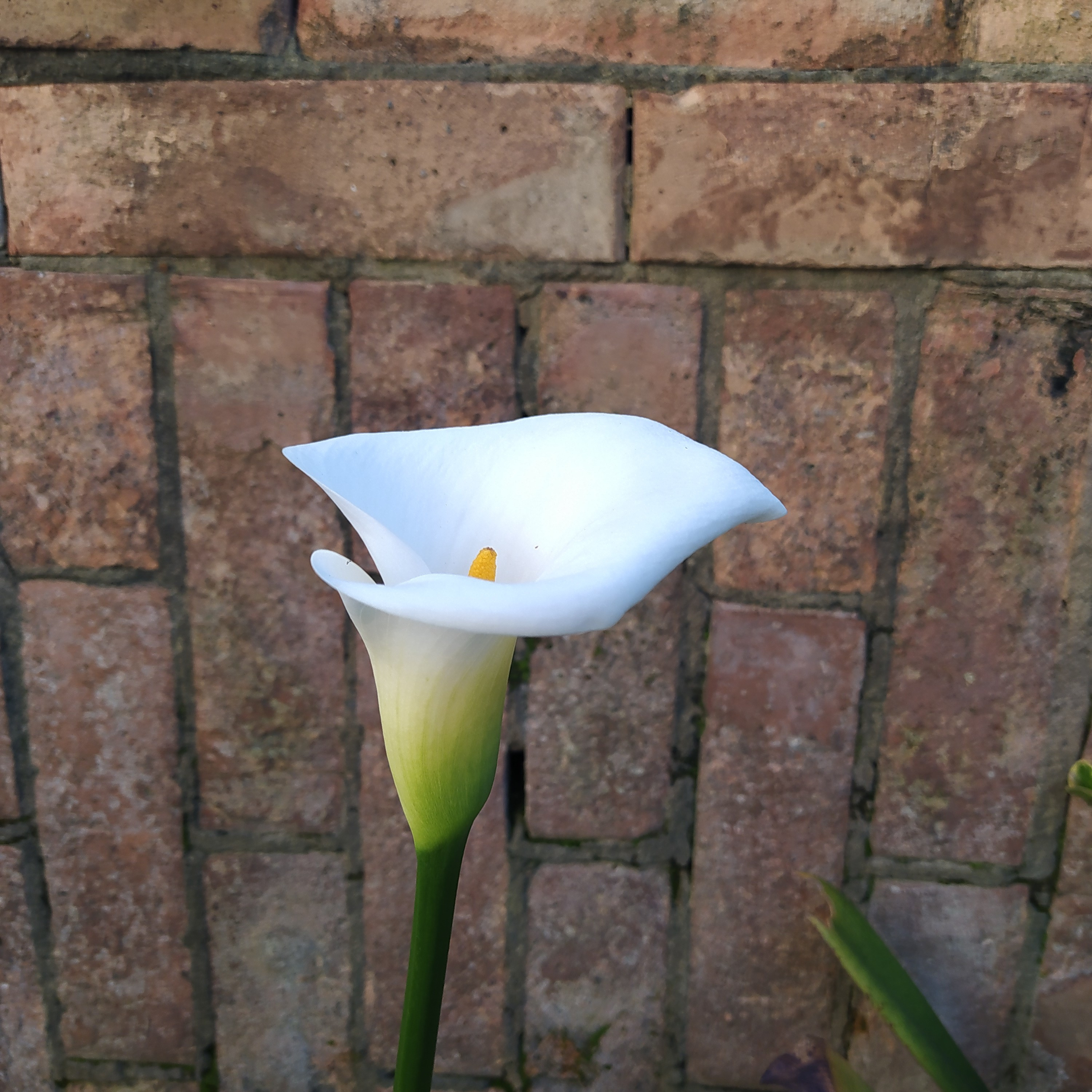 Encuentra el para qué de tu vida