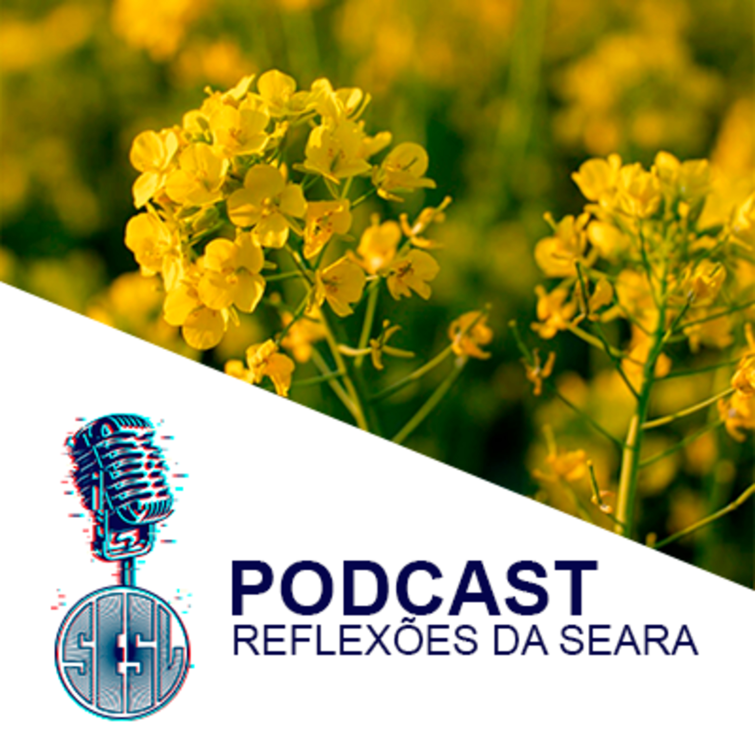 Reflexões da Seara