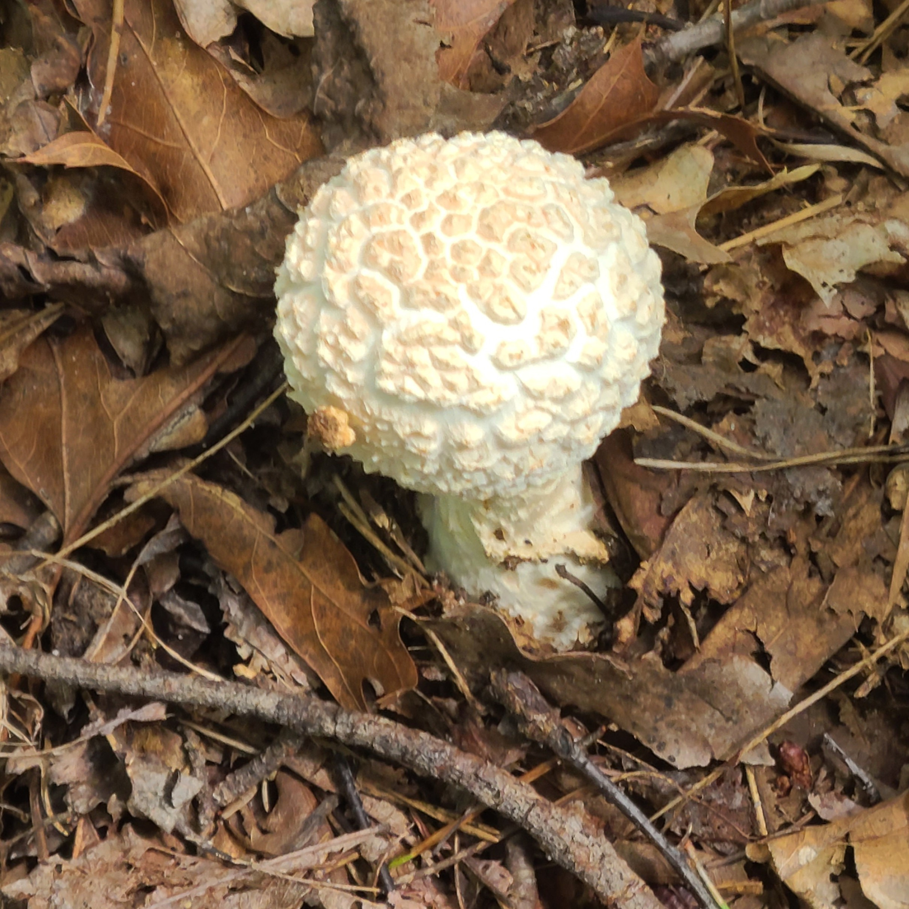 Purple Dragon Stuffed Mushrooms.