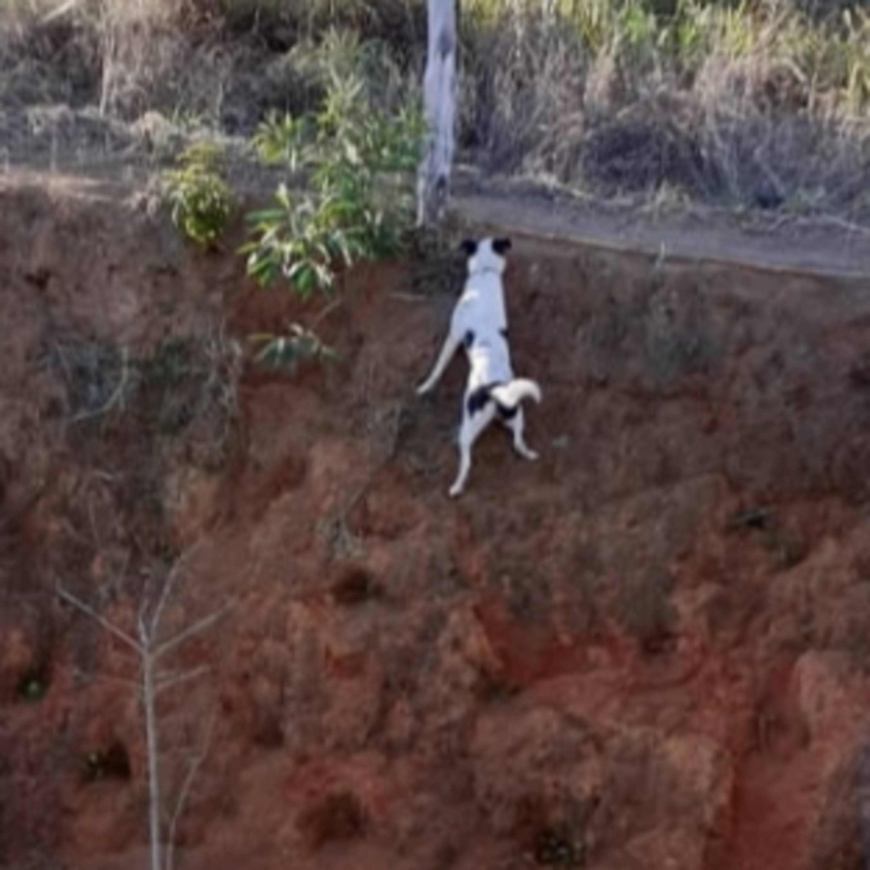 DANÇA DAS HISTÓRIAS
