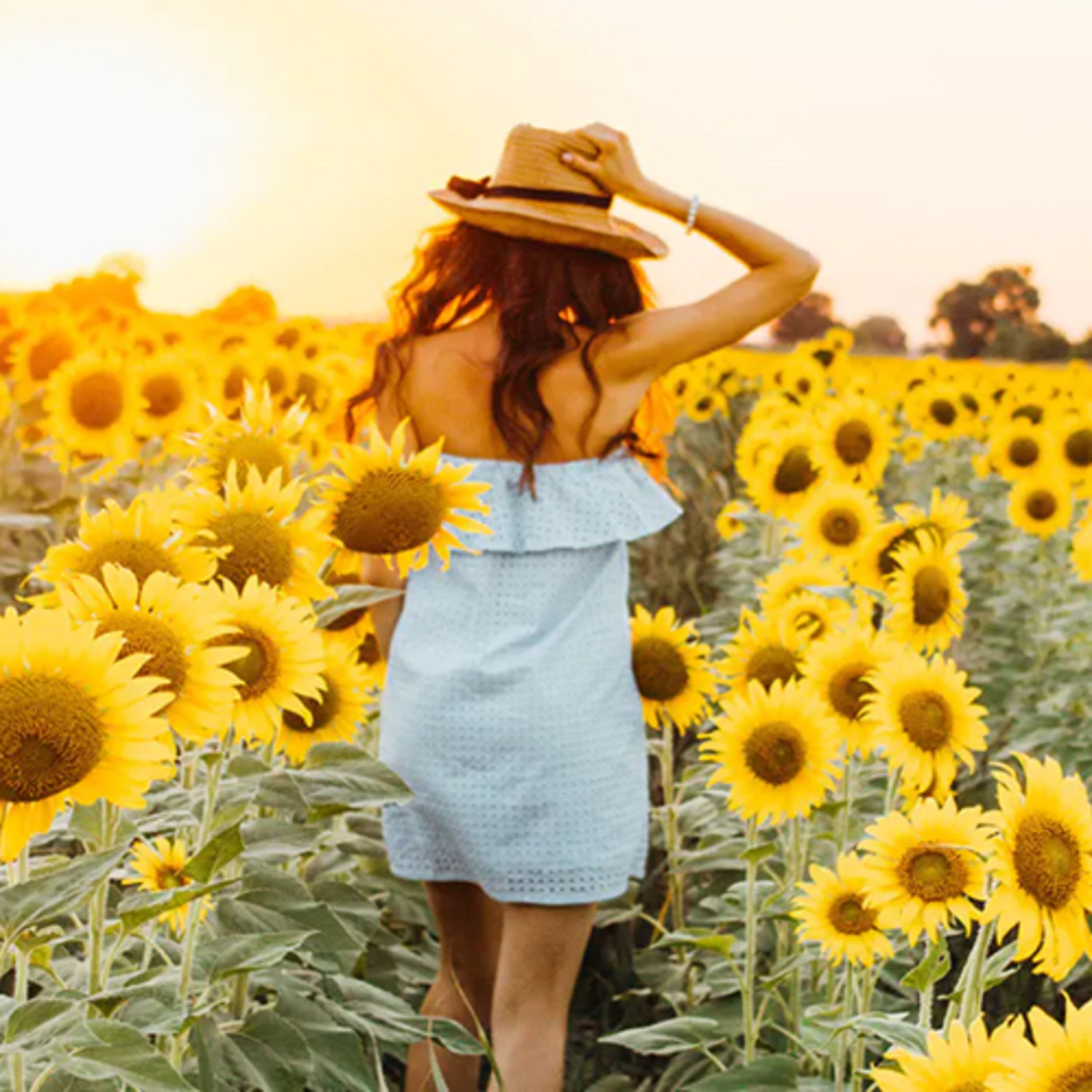 …Be a Sunflower!  episode artwork
