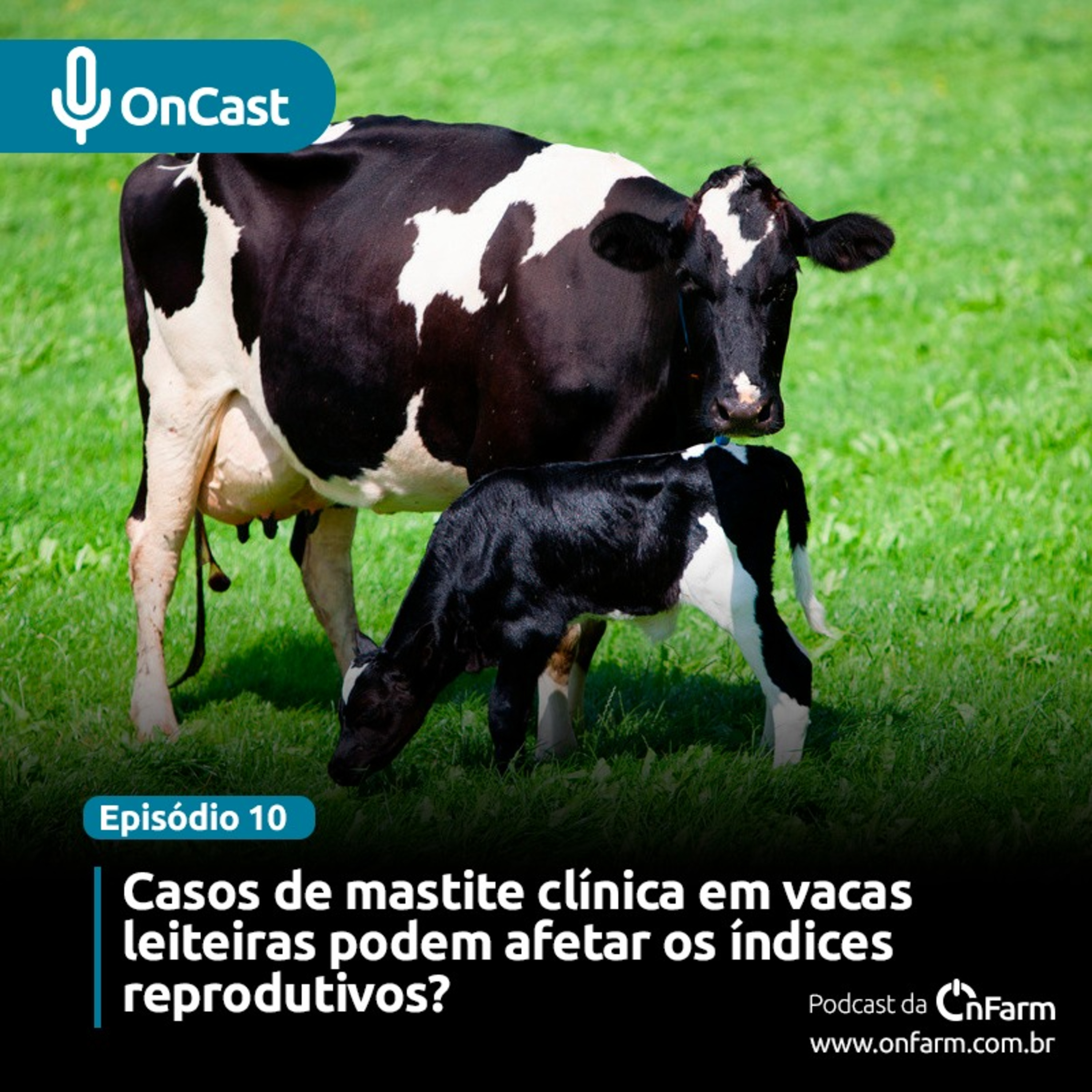 #10 - Casos de mastite clínica em vacas leiteiras podem afetar os índices reprodutivos episode artwork