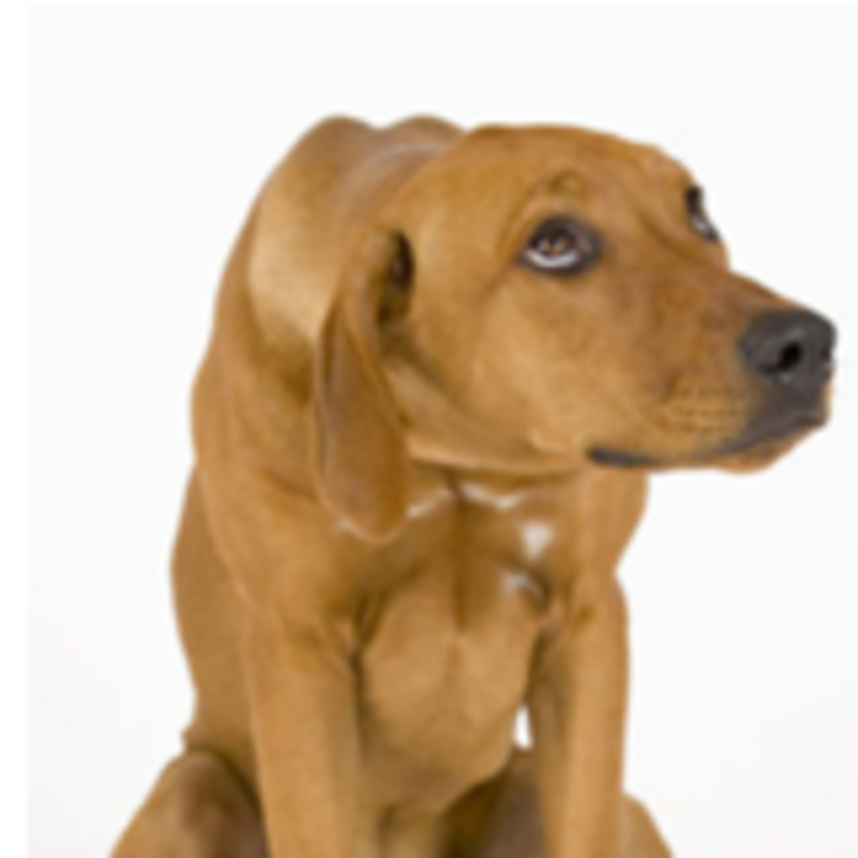 SE O SEU CACHORRO FALASSE