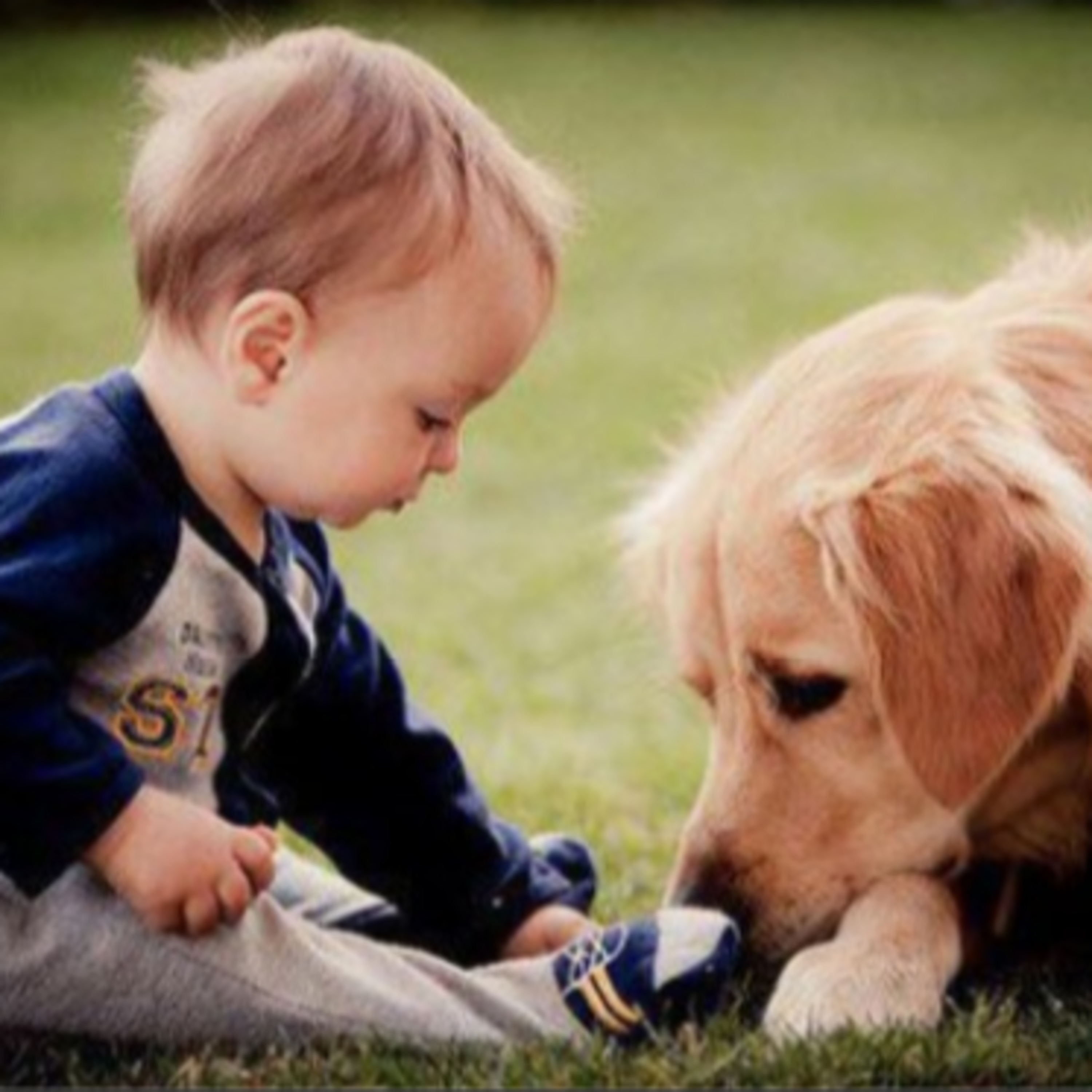 SE O SEU CACHORRO FALASSE
