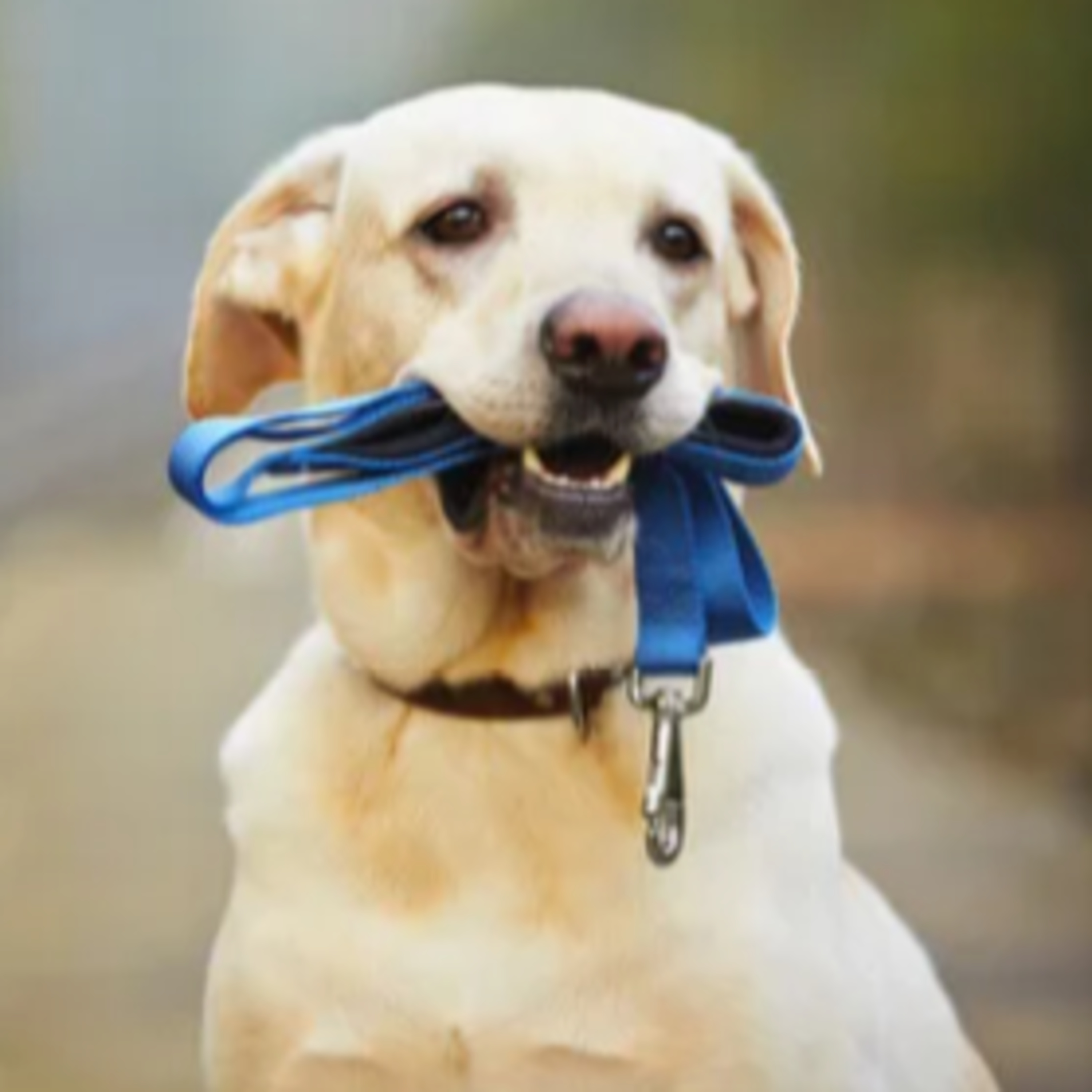 SE O SEU CACHORRO FALASSE