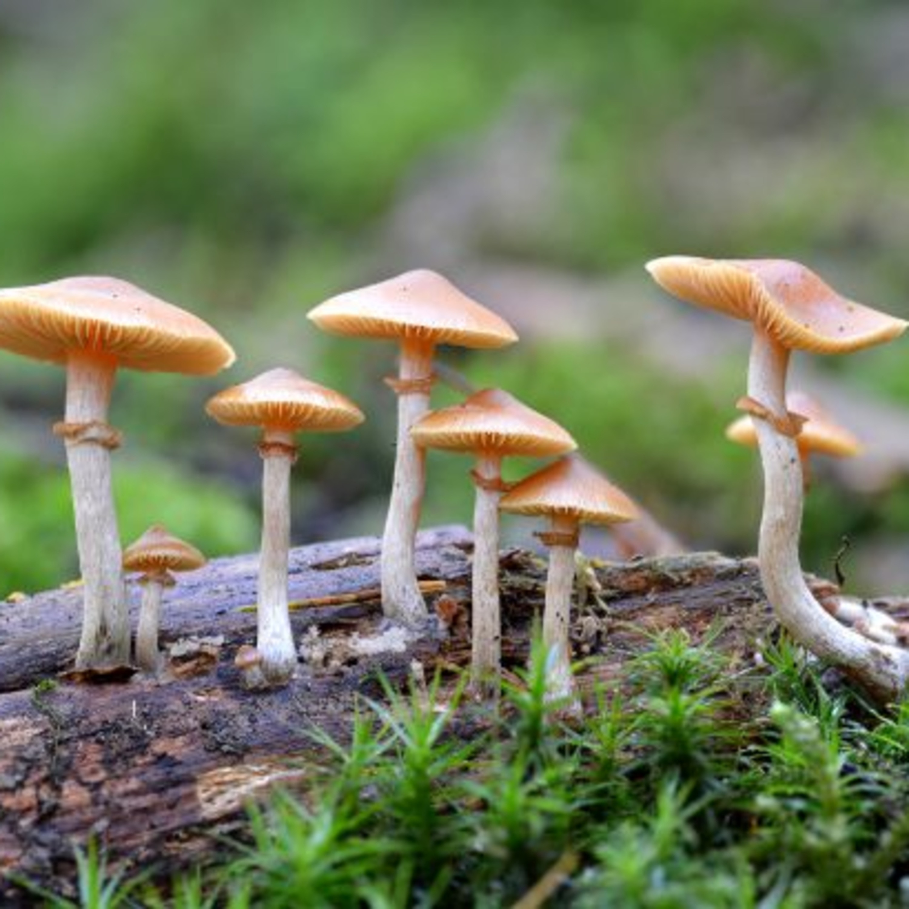 Psilocybin Mushrooms for a Regenerative Society