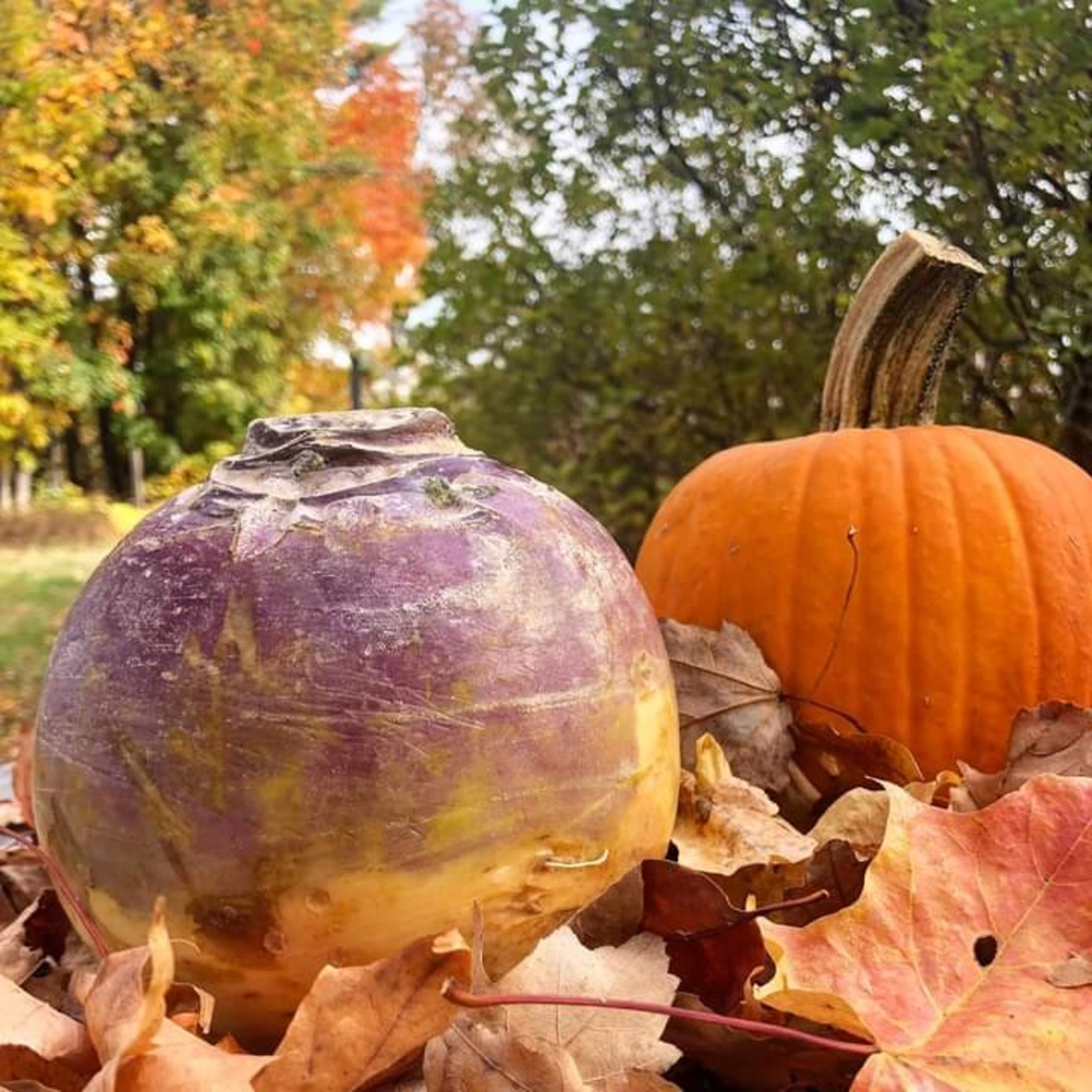 512.🎈🎈🎈Live! Prez. Barack O'Bama and V. P. Joe Biden Speak in Michigan, USA. 10/31/20
