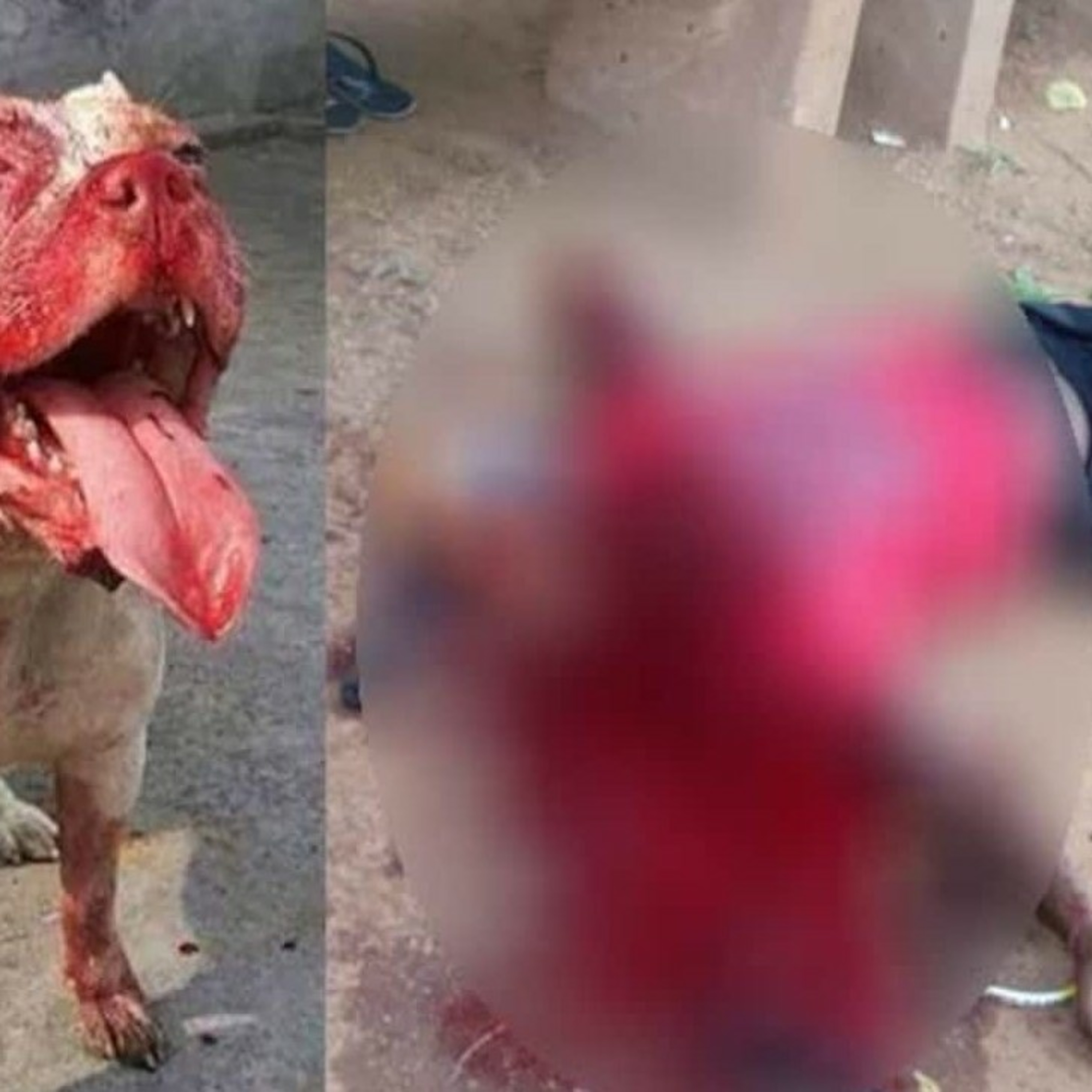 Dog Attacks in Texas: Real Danger in the Streets